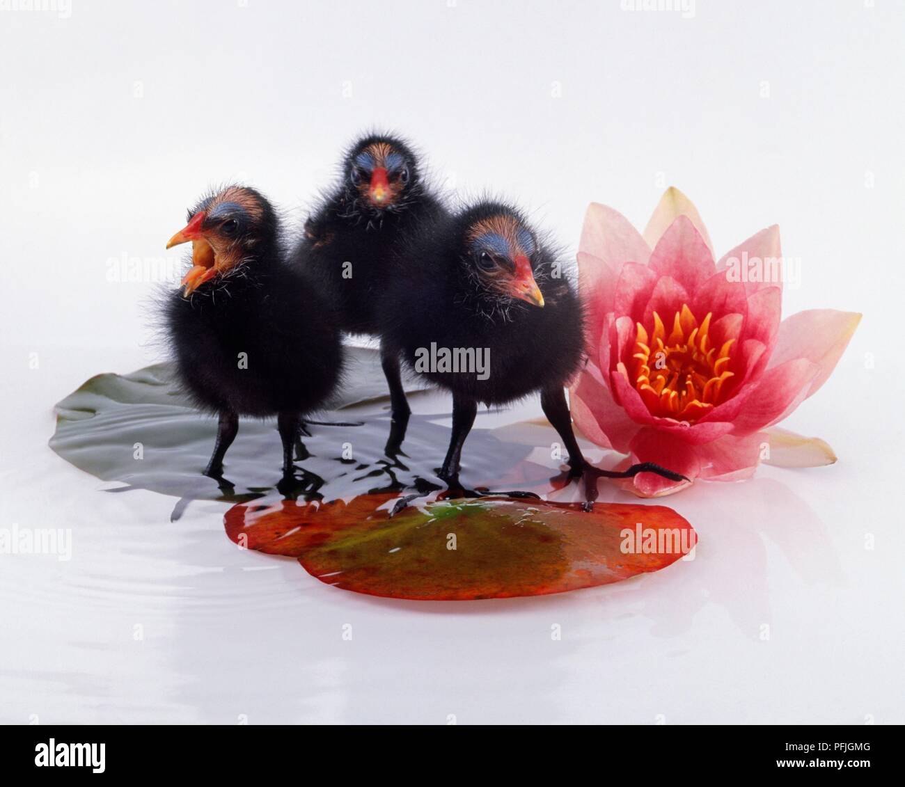 Moorhen chicks with waterlily Stock Photo