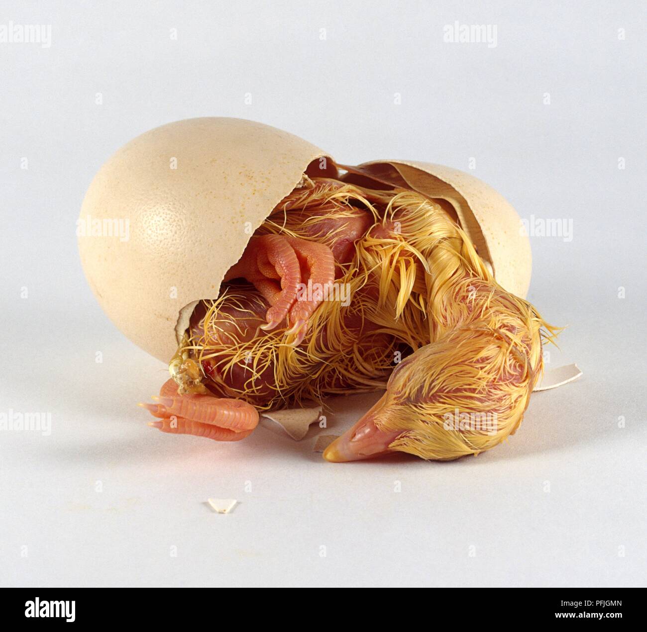 Peacock Hen (Pavo cristatus) hatching from egg Stock Photo Alamy