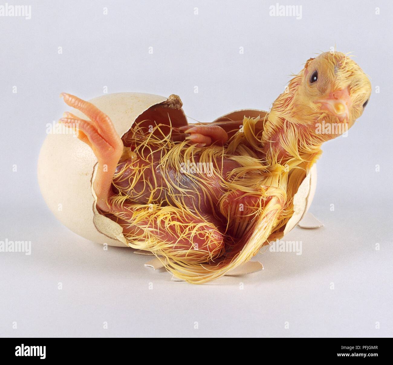 Egg Hatching Chick High Resolution Stock Photography and Images Alamy