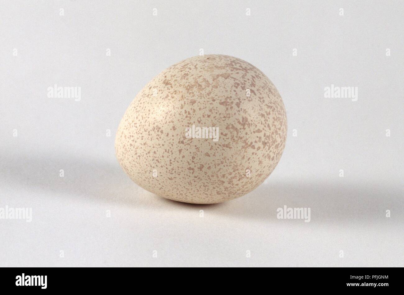 Scaled quail or Blue quail (Callipepla squamata) egg Stock Photo Alamy
