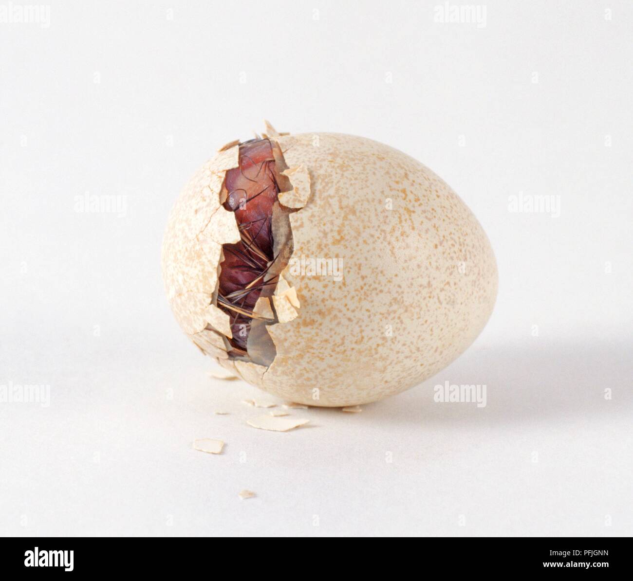 Scaled quail or Blue quail (Callipepla squamata) hatching, still inside