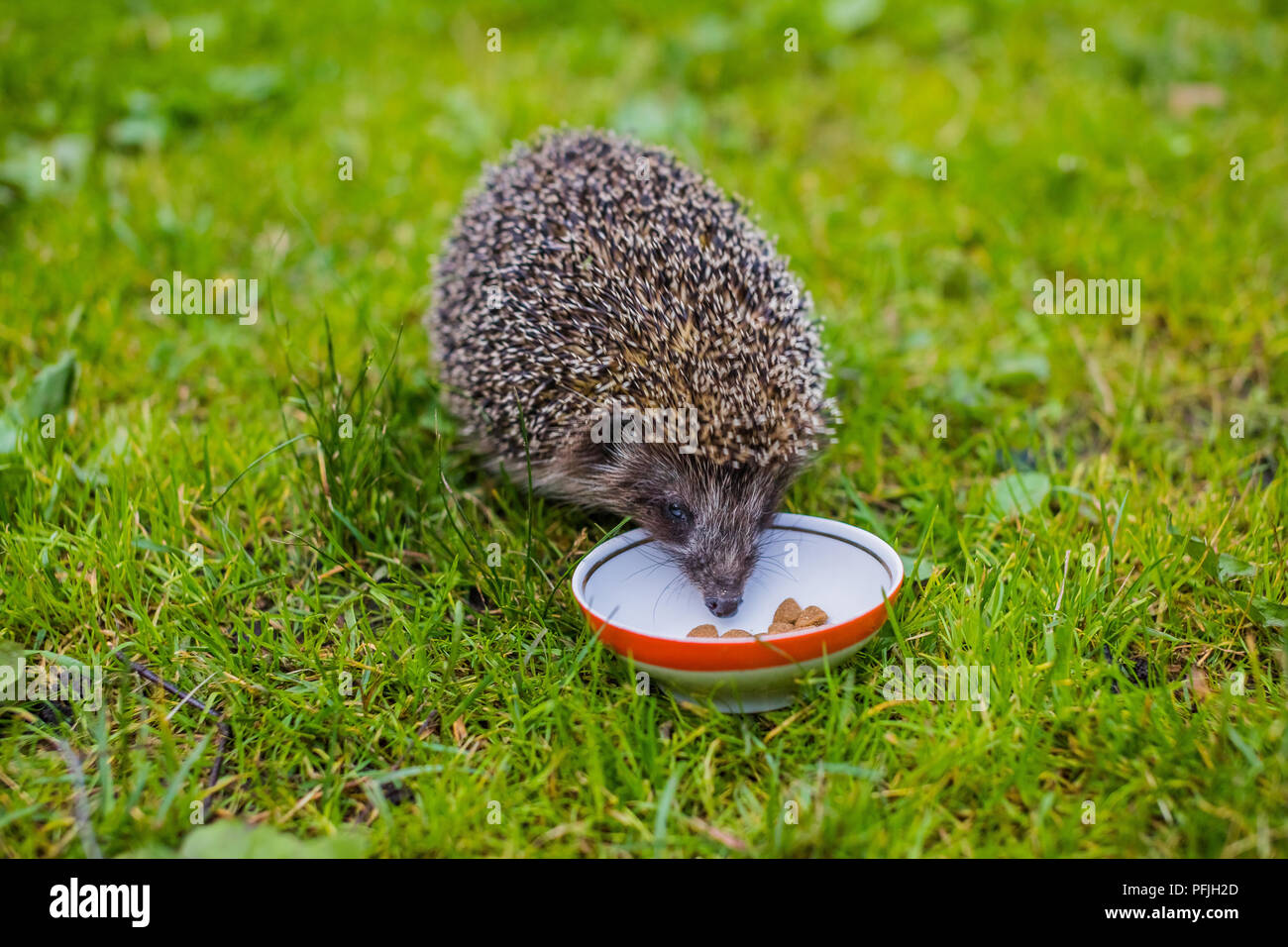 hedgehog food cat food
