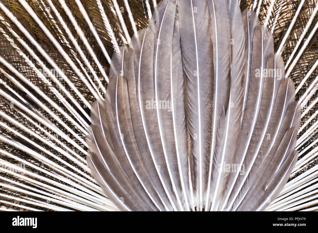 back side view of an Indian Peacock male bird Stock Photo - Alamy