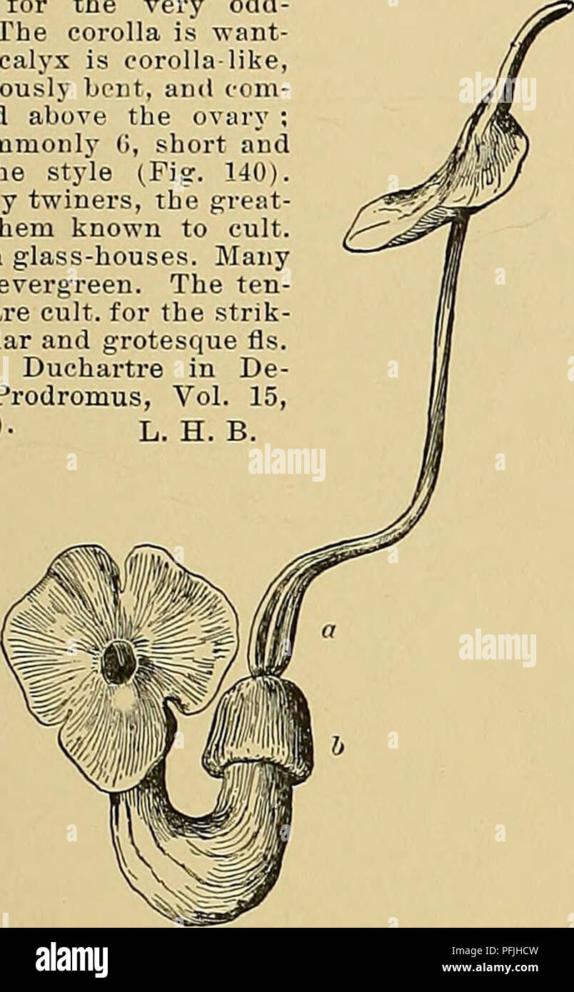 . Cyclopedia of American horticulture, comprising suggestions for cultivation of horticultural plants, descriptions of the species of fruits, vegetables, flowers, and ornamental plants sold in the United States and Canada, together with geographical and biographical sketches. Gardening. ARISARUM ARISTOLOCHIA 95 TUlgire, Targ. {Arum Arisdrum, Linn.). A foot high : Ivs. cordate or somewhat hastate, long-stalked : spathe purple, incurved at the top.âHas many forms and many names. Can be grown in the open with pro- tection. AEISTOLOCHIA (named for supposed medicinal vir- tues). Aristo/ochidcece. B Stock Photo