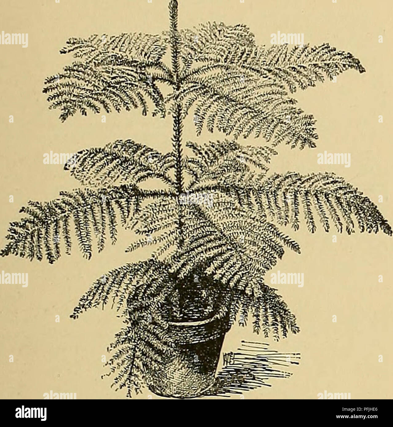 . Cyclopedia of American horticulture, comprising suggestions for cultivation of horticultural plants, descriptions of the species of fruits, vegetables, flowers, and ornamental plants sold in the United States and Canada, together with geographical and biographical sketches. Gardening. ARAUCARIA ARAUCARIA 89 series, of which there are over 700 in that one city. The trade of the world has been supplied for many years from Ghent. Some of the large English growers have. 130. Good specimen of Araucaria excelsa. begun to grow them in considerable quantities in the past five years, but it is likely Stock Photo