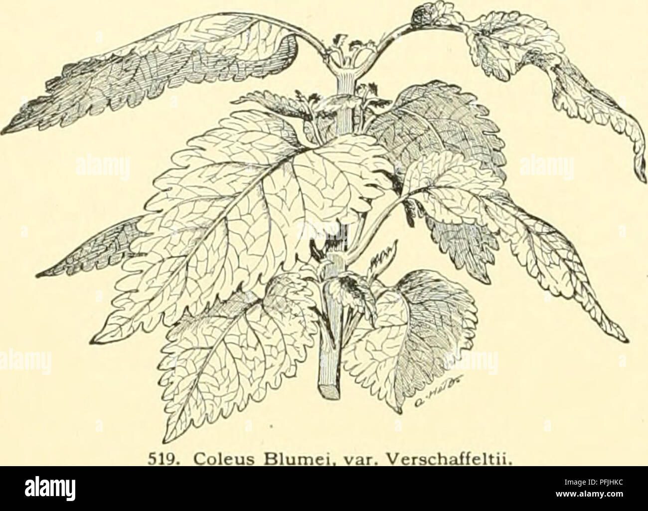 . Cyclopedia of American horticulture, comprising suggestions for cultivation of horticultural plants, descriptions of the species of fruits, vegetables, flowers and ornamental plants sold in the United States and Canada, together with geographical and biographical sketches, and a synopsis of the vegetable kingdom. Gardening -- Dictionaries; Plants -- North America encyclopedias. 352 COLEUS COLLOMIA shrub. 2-3 ft. high: stems pubescent: Ivs. cordate, coarsely ere- nate. lower ones 7 in. long: fls. blue, in racemes which contain as many as 18 forking cymes with about 10 fls. in each. B.M.7672.  Stock Photo