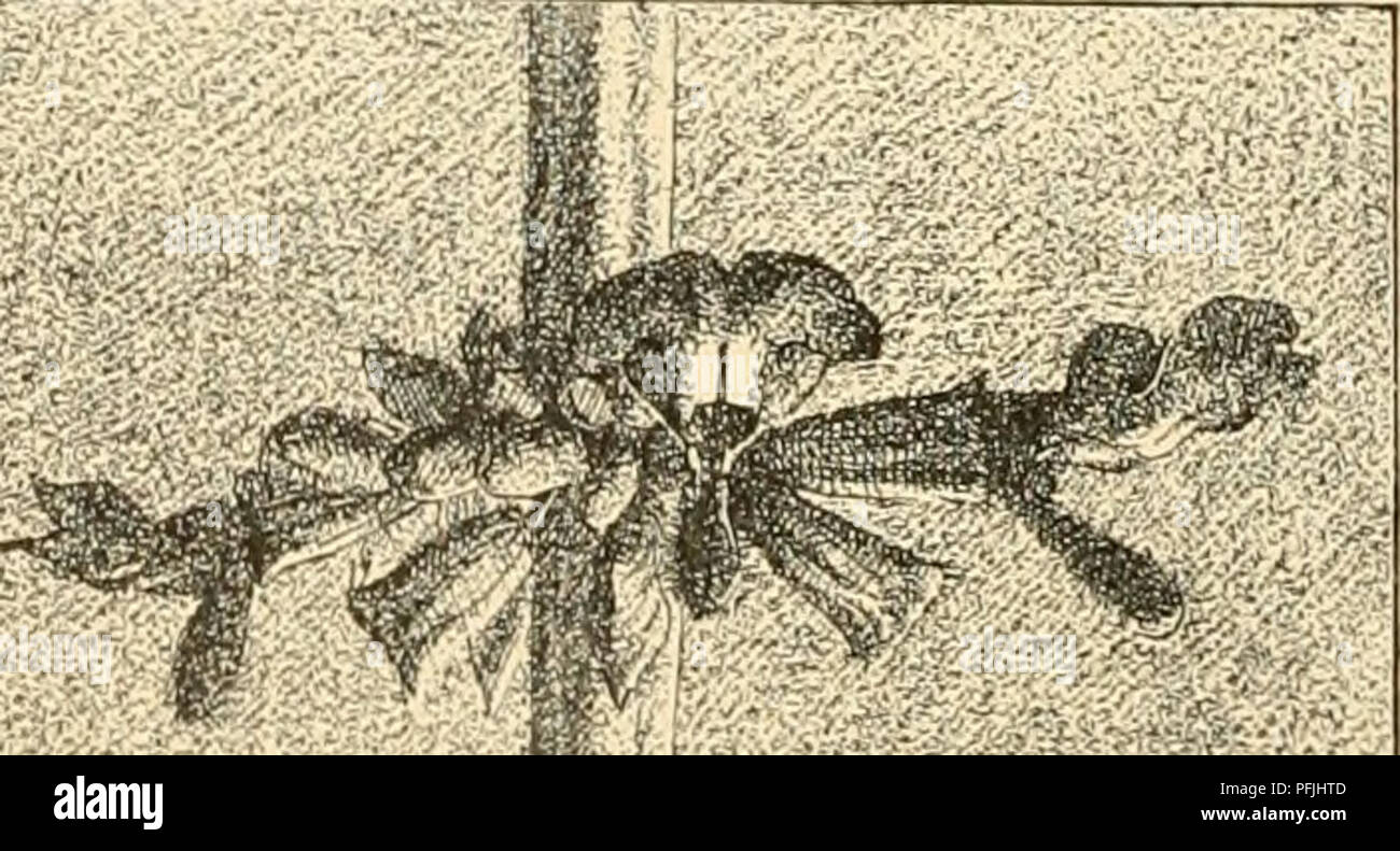 Cyclopedia Of American Horticulture Comprising Suggestions For Cultivation Of Horticultural Plants Descriptions Of The Species Of Fruits Vegetables Flowers And Ornamental Plants Sold In The United States And Canada Together