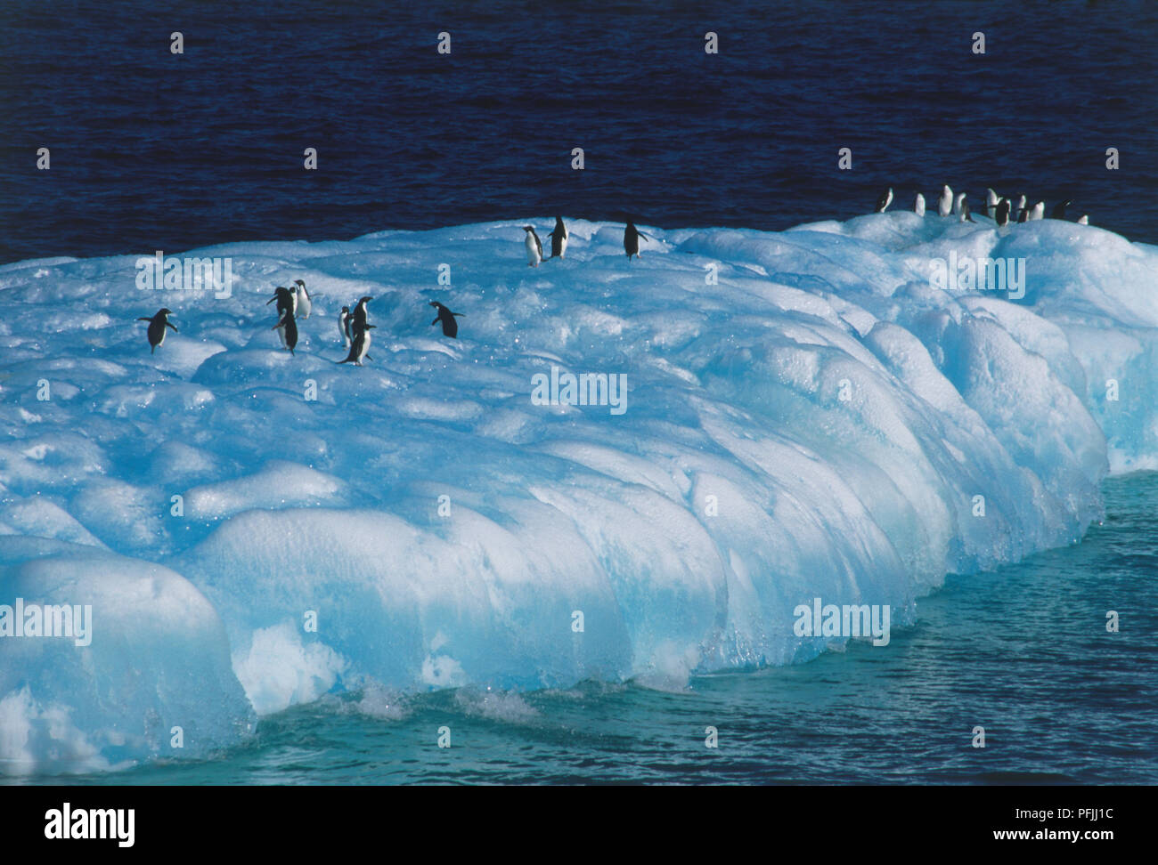 Penguins walking on Iceberg Stock Photo