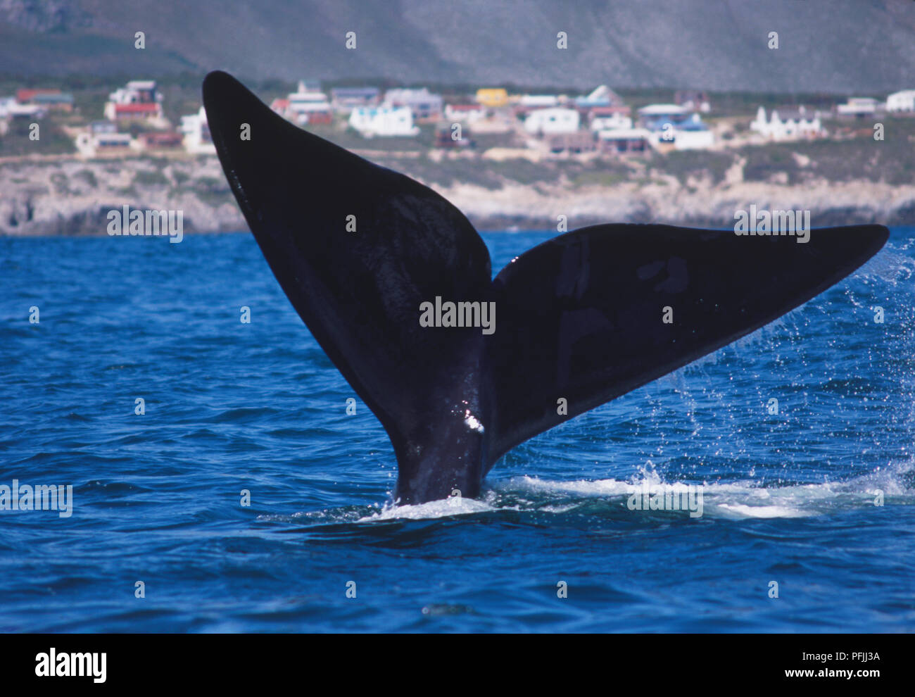 Southern Right Whale Tail partially submerged underwater Stock Photo