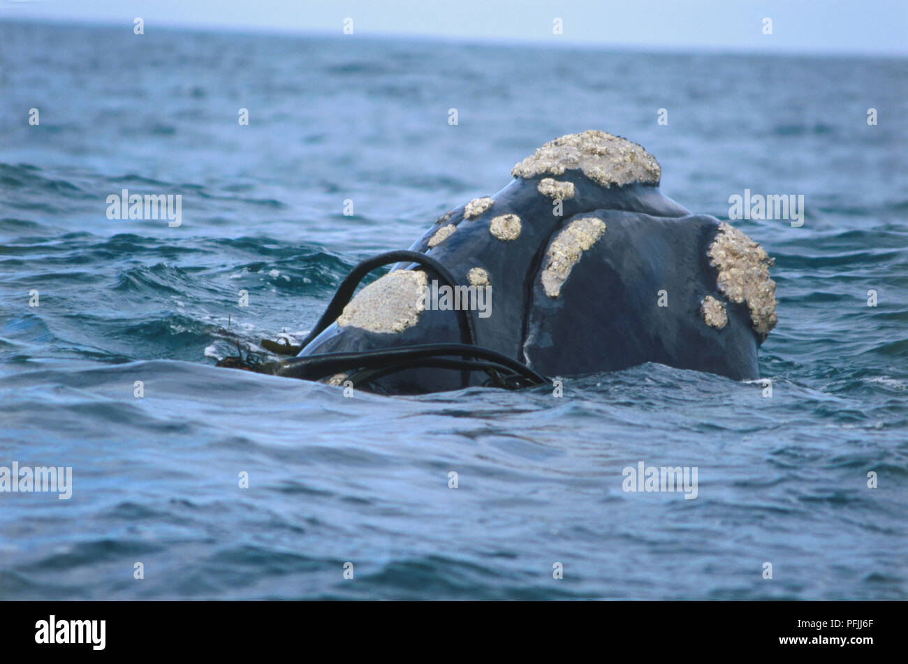 Southern Right Whale's Head partially submerged underwater. Stock Photo