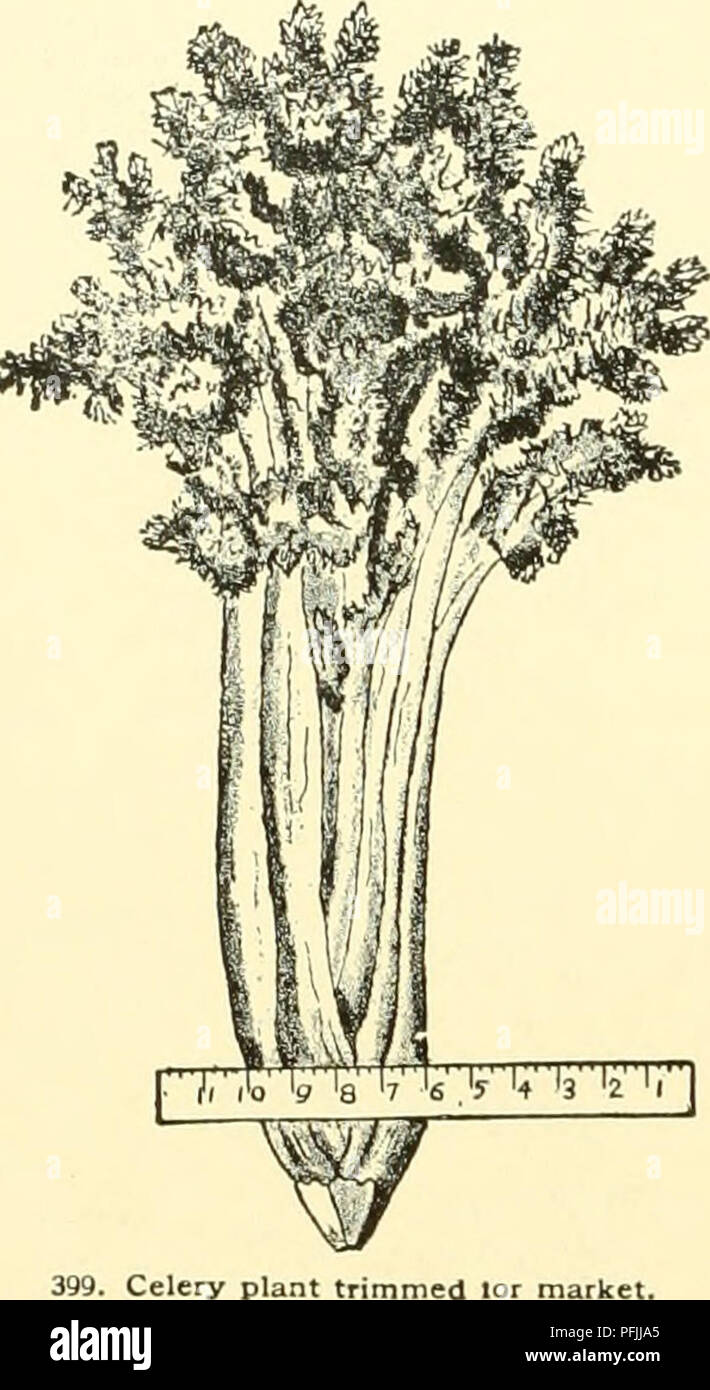 . Cyclopedia of American horticulture, comprising suggestions for cultivation of horticultural plants, descriptions of the species of fruits, vegetables, flowers and ornamental plants sold in the United States and Canada, together with geographical and biographical sketches, and a synopsis of the vegetable kingdom. Gardening -- Dictionaries; Plants -- North America encyclopedias. !70 CELERY self-blanching ana beautiful, and it has been claimed that this variety surpasses all others as a table decora- tion. Leaf-stalk below the lower pair of leaUets 8 to 10 inches long, 1 to 2 inches in circumf Stock Photo