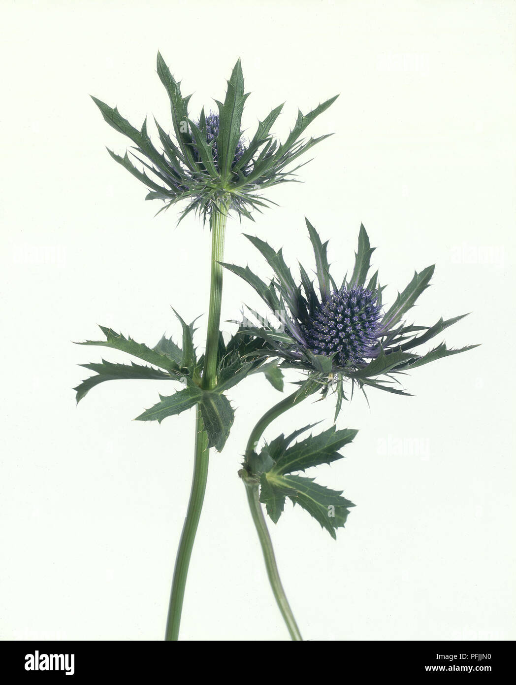 Purple Flowers Spiky Leaves High Resolution Stock Photography and ...
