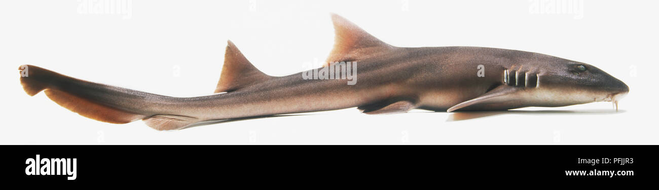 Brown-Banded Bamboo Shark, view from above. Stock Photo