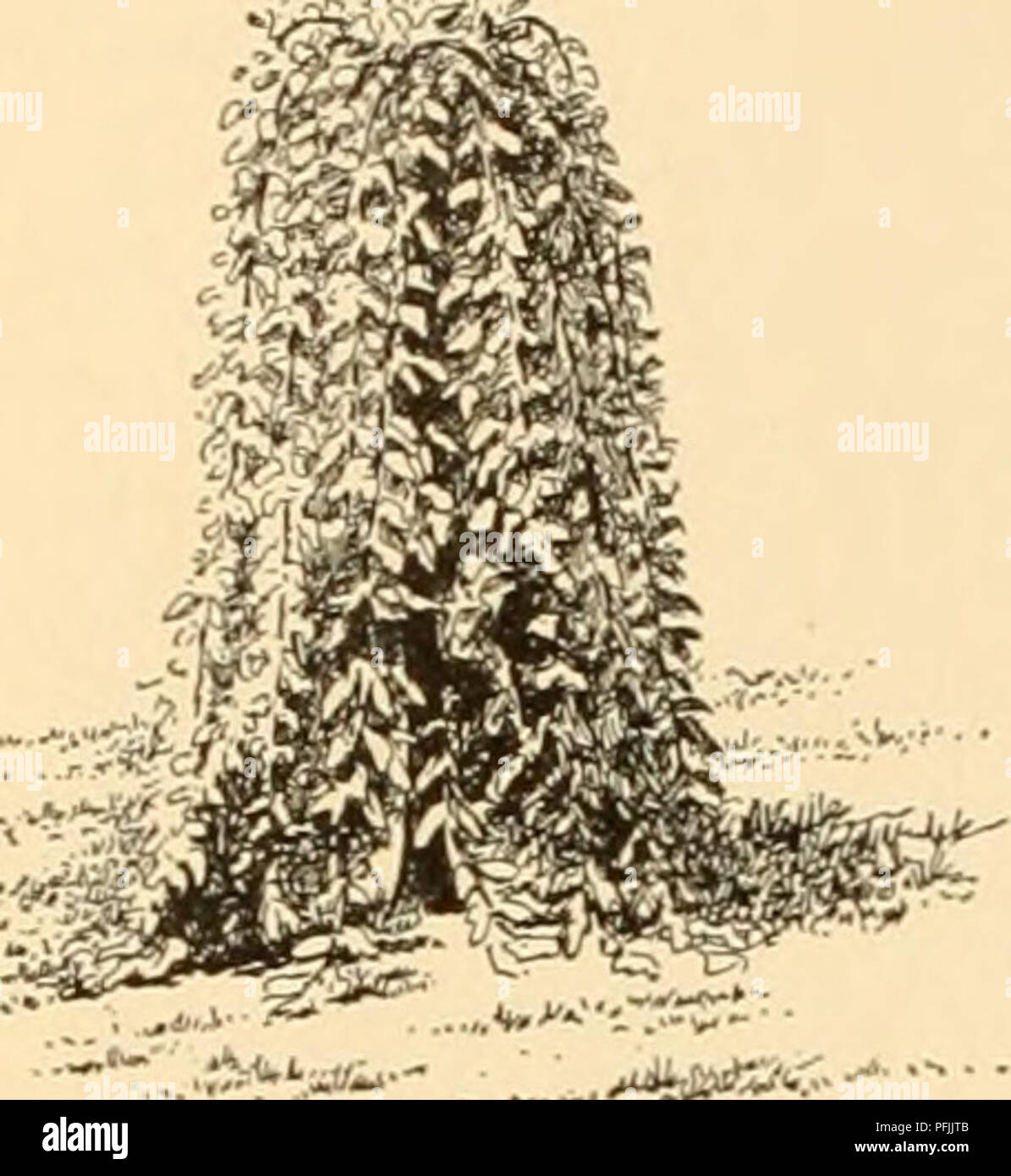 . Cyclopedia of American horticulture : comprising suggestions for cultivation of horticultural plants, descriptions of the species of fruits, vegetables, flowers, and ornamental plants sold in the United States and Canada, together with geographical and biographical sketches. Gardening; Horticulture; Horticulture; Horticulture. 1034 MORUS. 1428. Teas' Weeping Mulberry fruits are an inch long, but they are oftener only half that length, and one sometimes finds trees on which the fruits are bareh a quarter of an inch in length. Now and then a tree heiis fruit nearly or quite black. Birds, poult Stock Photo