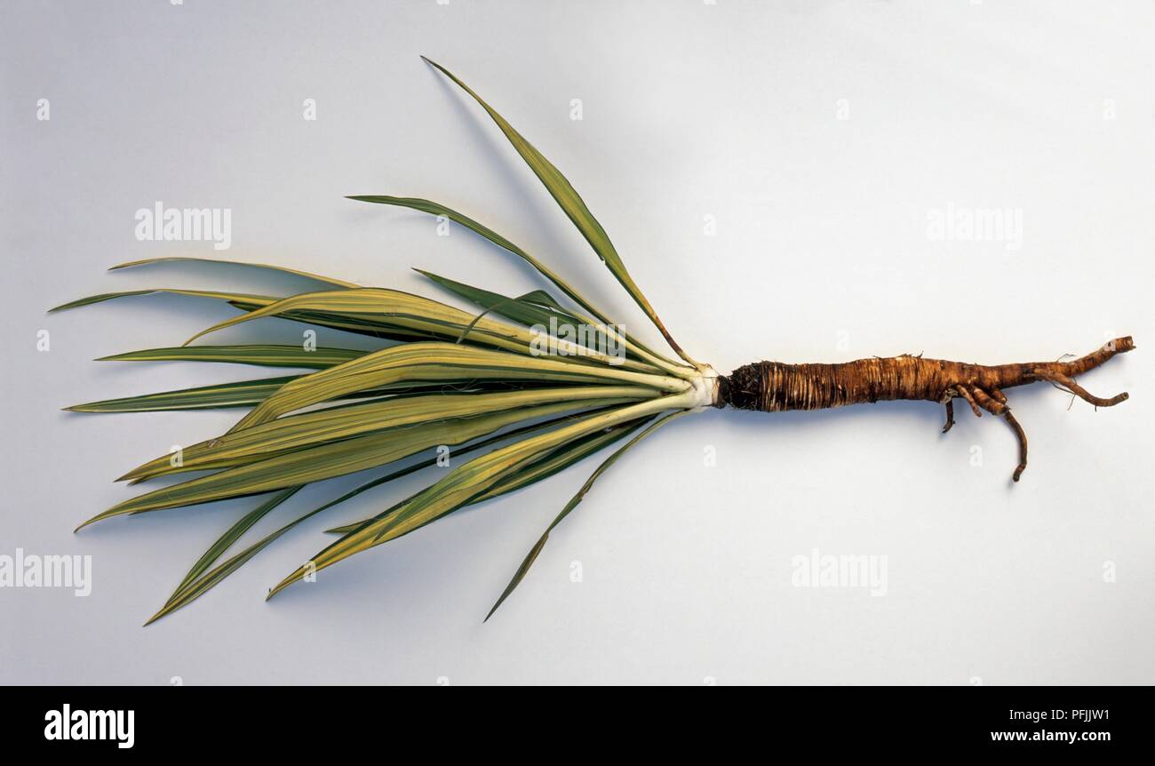 Yucca Plant Root