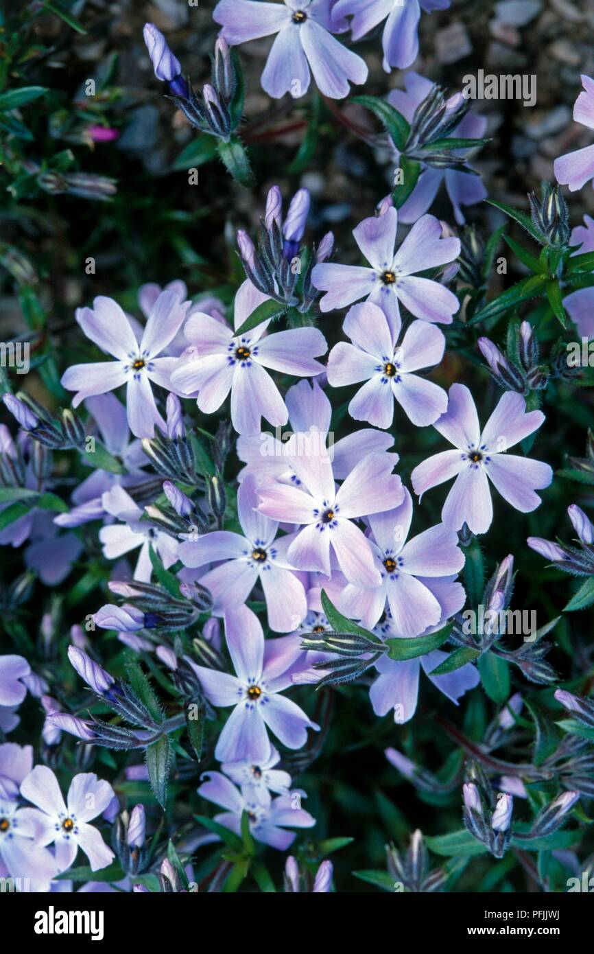 Violet flowers of Phlox subulata 'G F Wilson' (Moss phlox) Stock Photo