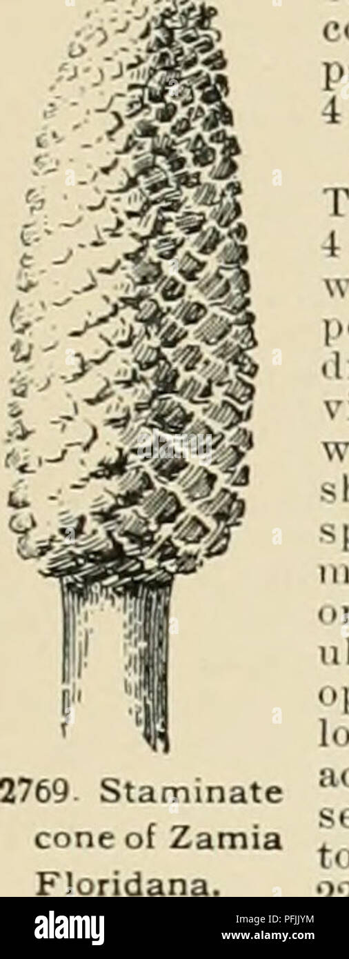 . Cyclopedia of American horticulture, comprising suggestions for cultivation of horticultural plants, descriptions of the species of fruits, vegetables, flowers, and ornamental plants sold in the United States and Canada, together with geographical and biographical sketches. Gardening. ZAUSCHNERIA 2003 EurfuT&amp;cea, Ait. Trunk oles dilated and concave at prickles: Ifts. about 10-12 oblanceolate, entire on tli jnKSP.l tow:. 4 in. or k-ss lung. .Mi-x Lindeni, ReKcI. Prunk cylindrical, 2- 4 ft. or more tall. Please note that these images are extracted from scanned page images that may have bee Stock Photo