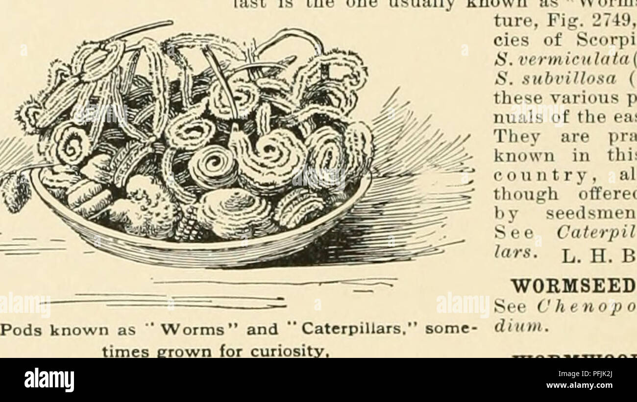 . Cyclopedia of American horticulture, comprising suggestions for cultivation of horticultural plants, descriptions of the species of fruits, vegetables, flowers, and ornamental plants sold in the United States and Canada, together with geographical and biographical sketches. Gardening. formt WORMWOOD of areola;. 2747 Woodsia Ilvensis ( 'j) WOOD BETONY Stachyi Betonica WOODBINE. In England Lonicera Pt in America, Ampelopsis iininquefolia WOODKUFF. See isperulu WOOD LILY, r,,Ilium WOODSIA(Joseiih Woods, an English botanist) Poly podidcete. A genus of mamlj rock-loving ferns character ized by th Stock Photo