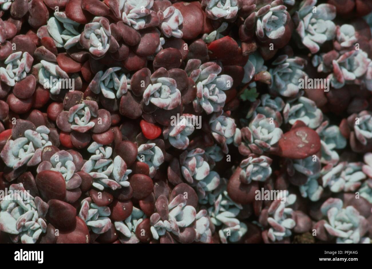 Red and pale grey rosette leaves of Sedum spathulifolium 'Purpureum' (Stone crop) Stock Photo