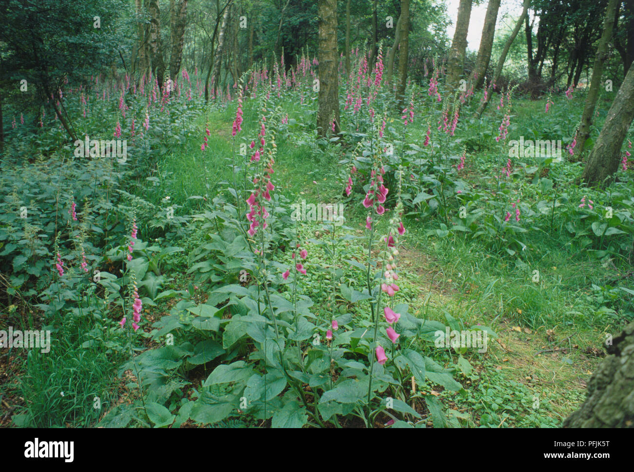 Campanula sp., purple Bellflowers growing in woodland. Stock Photo