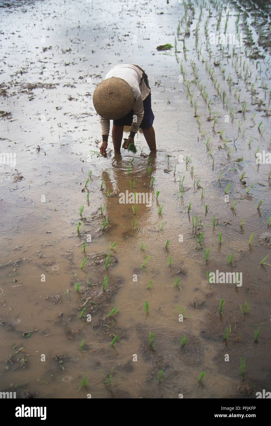 Thailand, worker in paddy field Stock Photo