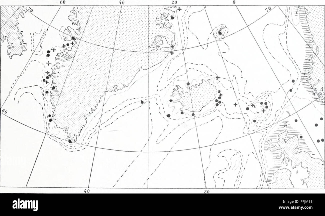 . The Danish Ingolf-expedition. Marine animals -- Arctic regions; Scientific expeditions; Arctic regions. HYDROIDA II II creeping colonies of Lafoea gracillii&gt;ia^ and a number of colonies which have later been identified as Lafoea pygmcBa should doubtless be referred to Lafoea gracillima. Bonne vie, (1899 p. 62) notes in her table as to the hydrothecce that they have &quot;slightly outward-curving margin&quot;; this does not agree with Hiucks's expression &quot;hydrothecje . . cylindrical, elongate and narrow&quot; or with his drawing of the species. In ray first report on the hydroids from Stock Photo