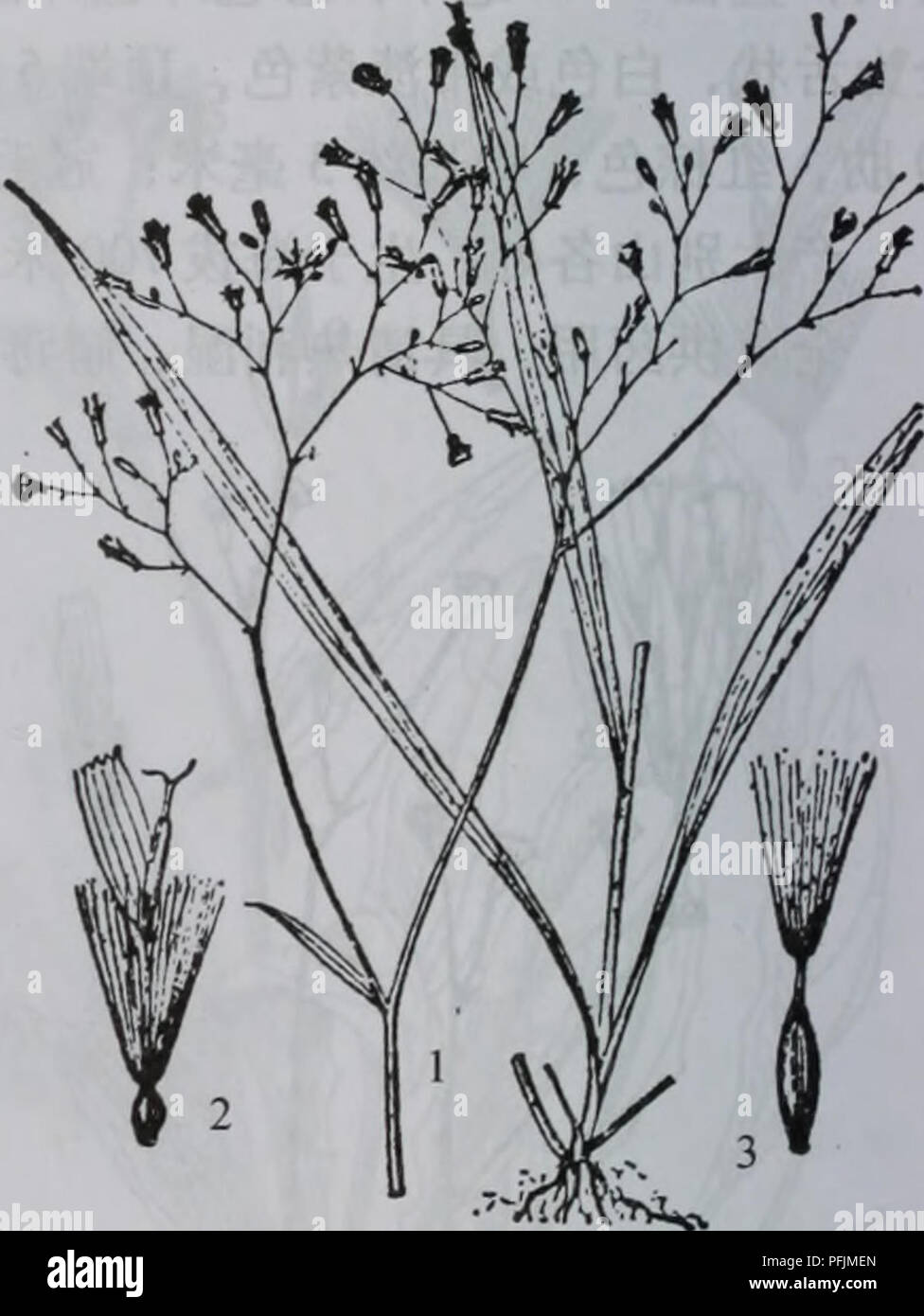 Ixeris chinensis (Thumb.) Nakai subsp. versicolor, commonly known as ...
