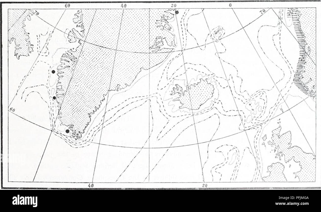 . The Danish Ingolf-expedition. Marine animals -- Arctic regions; Scientific expeditions; Arctic regions. HYDROIDA 55 From the reptant stolons proceed polyp stems up to 12 nmi. long, generally nnbranched; more rarely 2—4 polyp stems proceed from a common trunk, 1—2 mm. high. The polyps attain a lengtli of 0.7 mm., and are fusiform, with 6—12 tentacles placed in a whorl. Below the tentacles the polyp is surrounded by a pseudohydrotheca, which it is very difficult to observe on the pohp when wliollv extended. In general it is jellied and vigoron.sly developed. The polyp stems are, particularly i Stock Photo