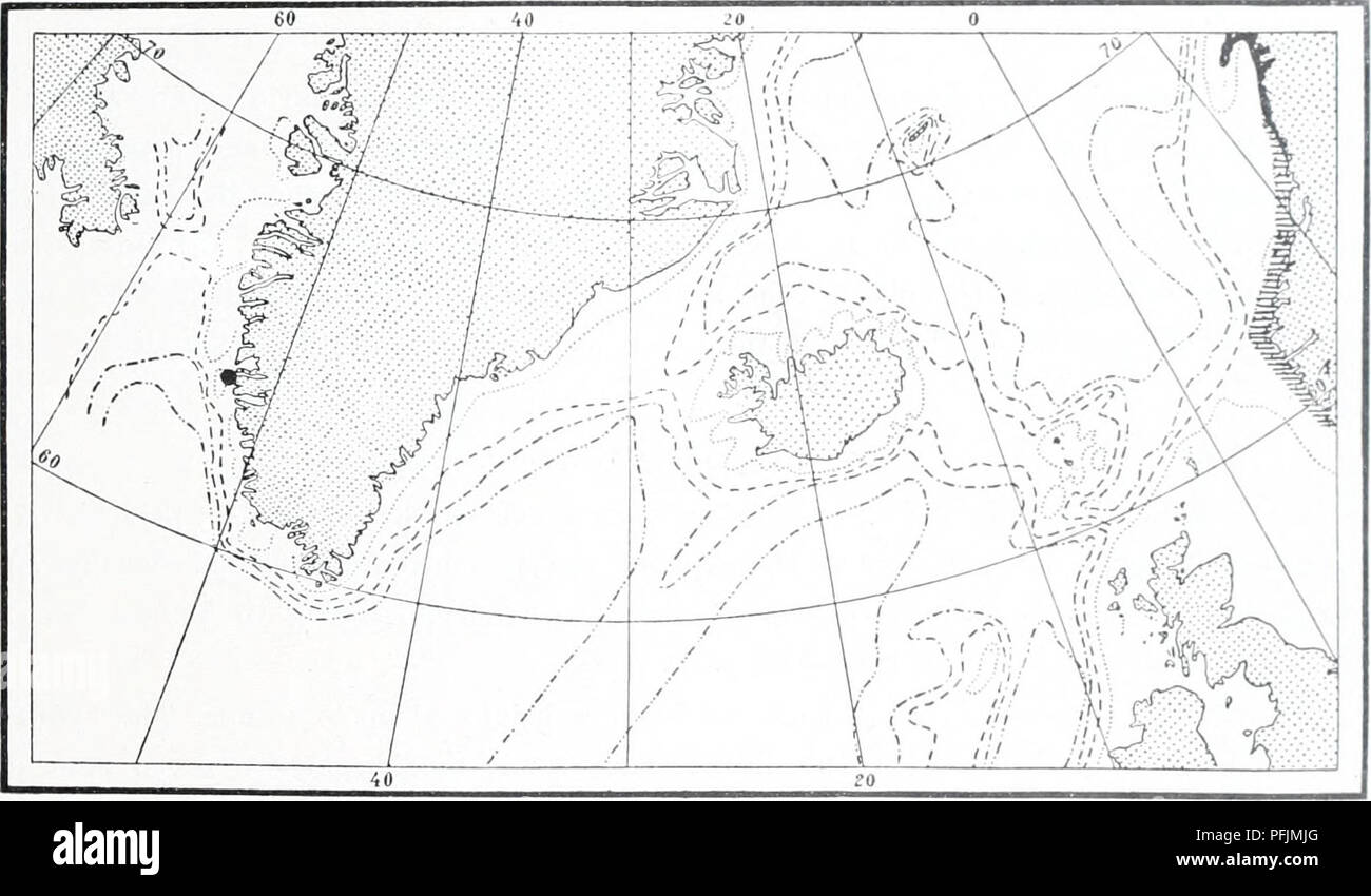 . The Danish Ingolf-expedition. Marine animals -- Arctic regions; Scientific expeditions; Arctic regions. HYDROIDA 15 Coryne Loveni (M. Sars) Boimevie. 1835 Syncoryna ramosa, Loven, Bidrag til Kannedomeii af Slagterna Campanulan'a och Syncoryiia, p. 275. Pl- 8, figs. 7-10. 1846 — Loveni, M. Sars, Fauna littoralis Norvegiac, j). 2, footnote. 1899 Coryne Loveni, Bonnevie, Norske Nordhavs-Expedition, ]x 14. &quot;The colonies are rather coarsely constructed and attain a height of up to 30 mm. The hydro- caulus is wholly irregularly ramified and shows no distinct main stem. The branches proceed al Stock Photo