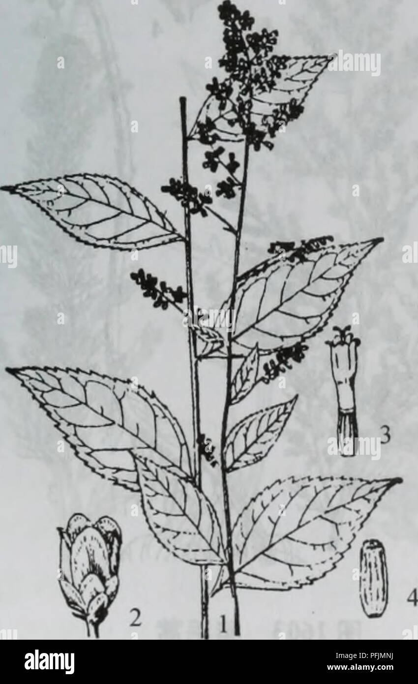 Ae 11 High Resolution Stock Photography And Images Alamy