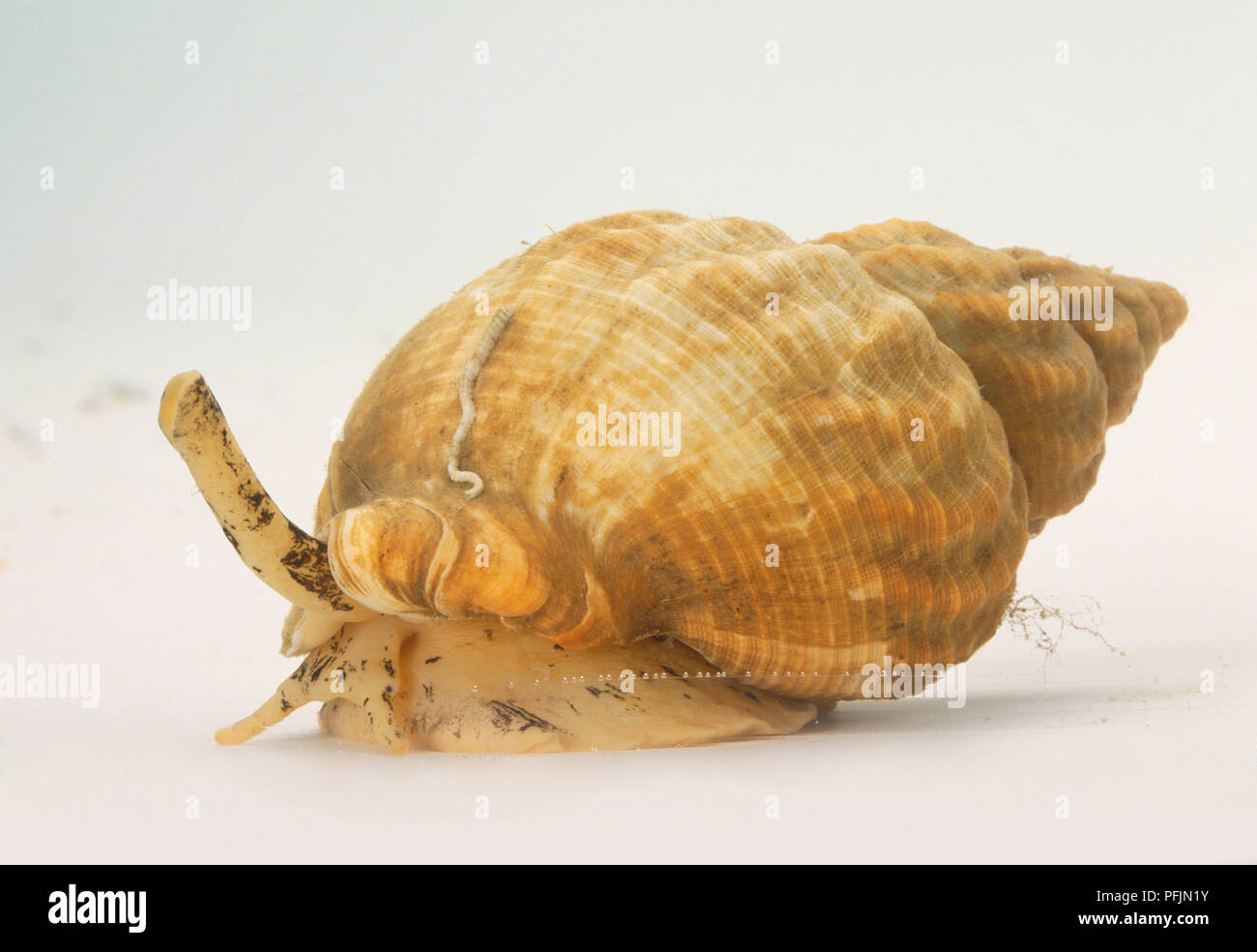 Marine Snail Stock Photo