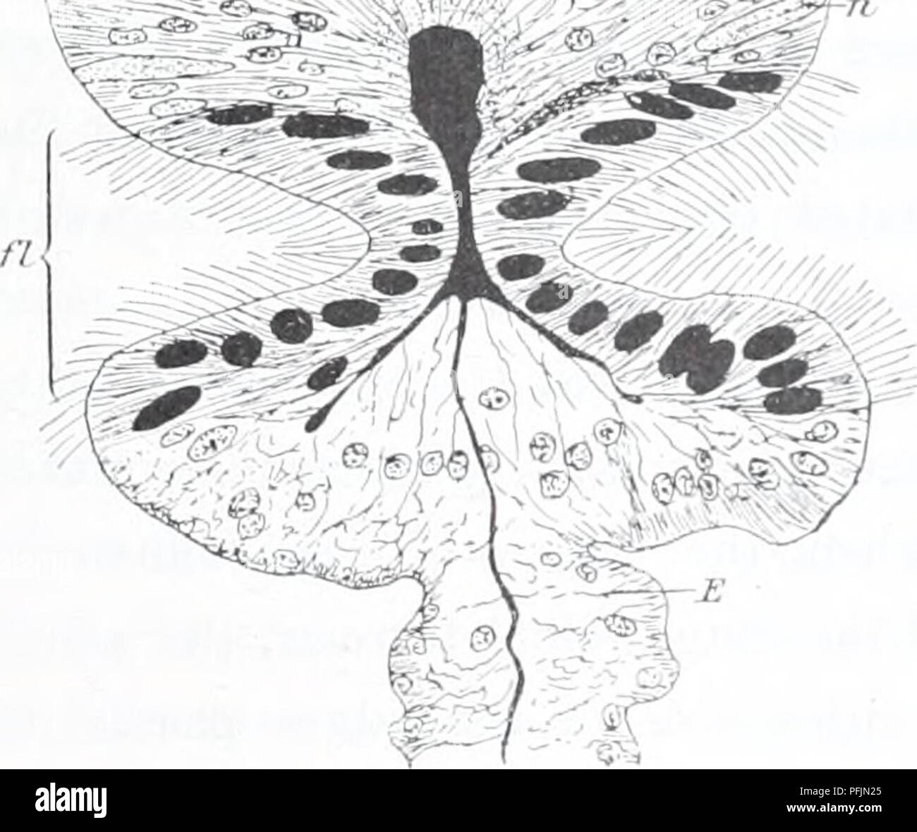 This report from the Danish Ingolf Expedition documents marine life in the Arctic regions, focusing on specific species such as *ArovA-iactts albiila* and *CtriaiiUius Uoydii*. It offers scientific insights into the Arctic’s unique marine ecosystem. Stock Photo
