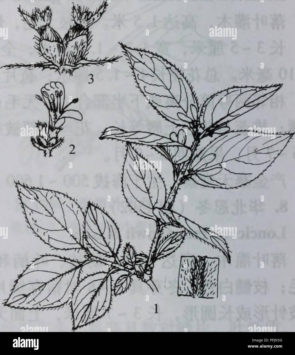 . da bie shan zhi wu zhi. botany. 1054 å¤§å«å±±æ¤ç©å¿ 1.53åç±³ï¼èççº¿ç¶æ«éå½¢ï¼å¸¸é«åºè¼ç-ï¼å°èçåç¦»ï¼é¿çº¦1æ¯«ç±³ï¼ç¸é»ä¸¤è¼ç-åç¦»ï¼ é¿22.5æ¯«ç±³ï¼è±å ç½è²ååé»è²ï¼é¿11.5åç±³ï¼åå½¢ï¼åç£é¿3åäºå ç-ï¼éèåè±æ± ç-äºè±å ï¼è±ä¸ä¸-é¨ä»¥ä¸å¯è¢«æ¯ï¼è±æ±å ¨è¢«ç-ææ¯ãæçº¢è²ï¼çå½¢ï¼å¾çº¦5æ¯«ç±³ãè±æ56 æï¼ææ78æã äº§éå¯¨ç½é©¬å¯¨ãéå±±å¤§ååªç-å°ãçäºæµ·æ600 800ç±³çå±±å¡æä¸æçæ¨ä¸ä¸-ã æ ½å¹ä¾è§èµã 9a.é¡»èå¿å¬ï¼äºç§ï¼ Lonicera chrysantha Turcz. subsp. Koehneana (Rehd) Hsu et H. J. Wang æ¬äºç§ä¸åç§çä¸»è¦åºå«å¨äºï¼å¹¼æãå¶æåæ»è±æ¢åè¢«å¼¯æ²çç-ææ¯ï¼å¶èé¢è¢«ç»ç¶ç- ææ¯æè¿æ æ¯ã äº§å°ãçå¢ååç§ã. å¾1503éè±å¿å¬ å¾1504 éé¶å Stock Photo