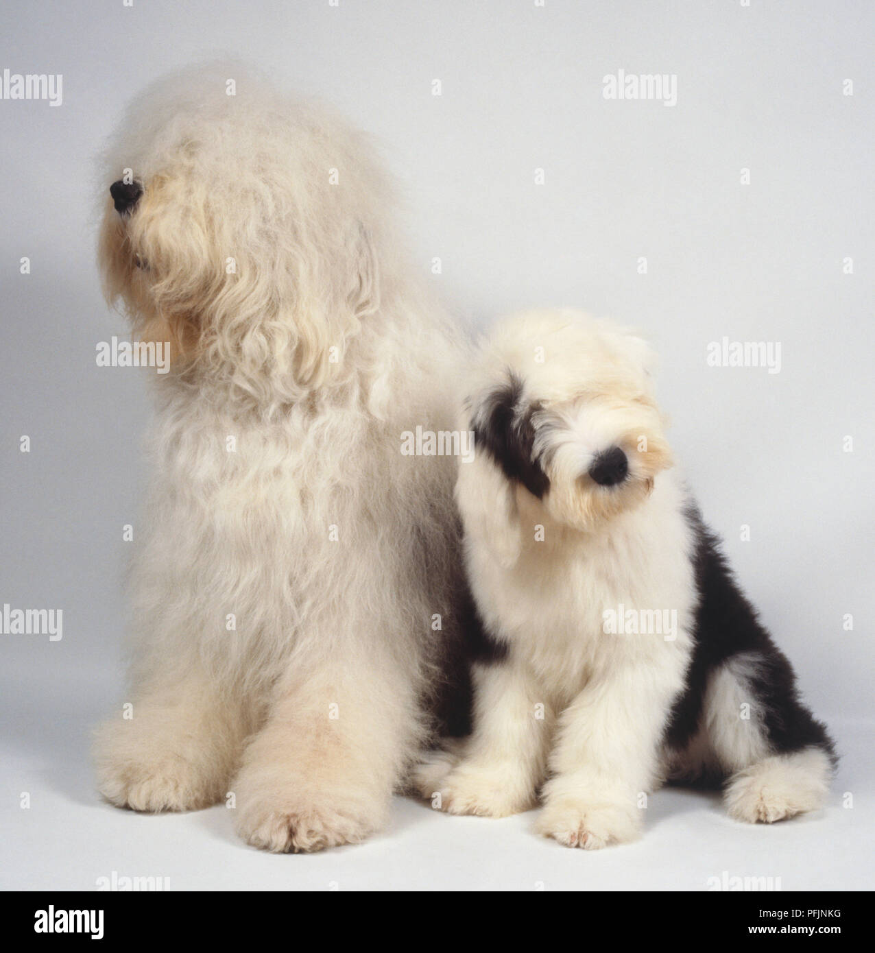 Two Old English Sheepdogs Canis Familiaris White Dog And Black And White Puppy Side View Stock Photo Alamy