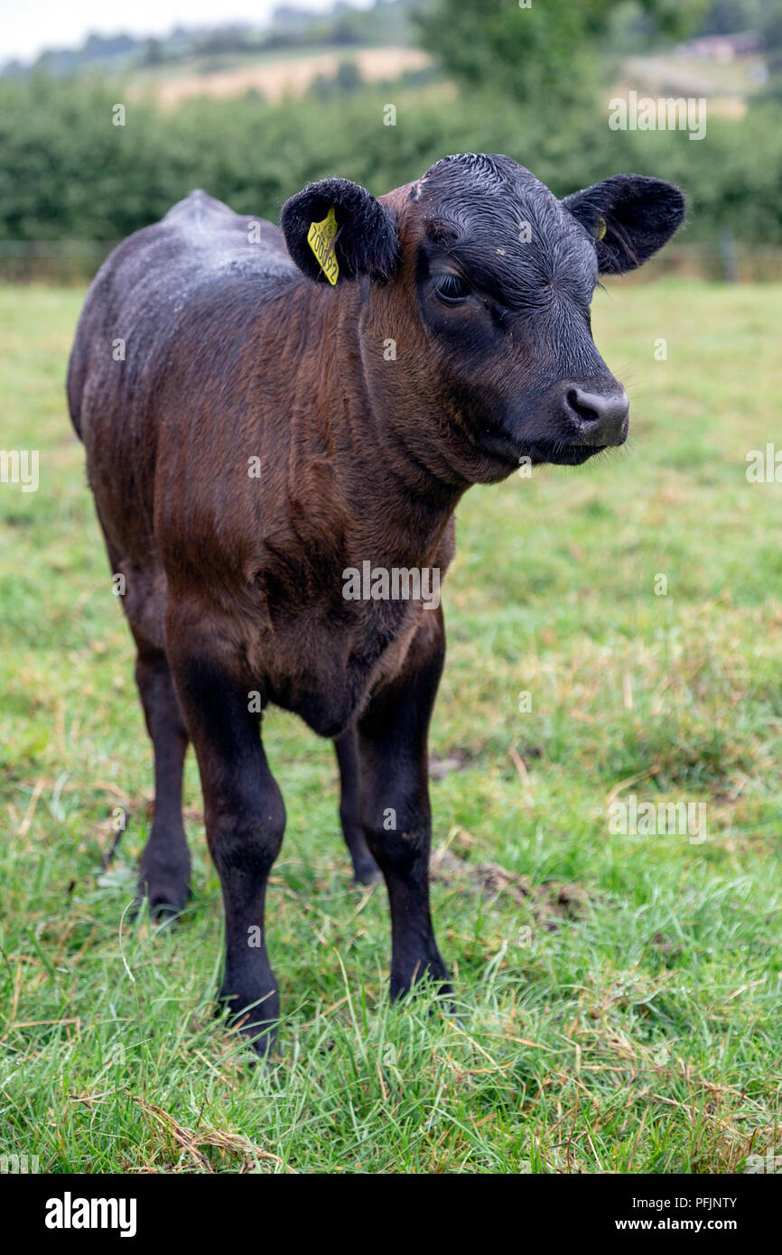 Dexter cattle are a breed of cattle originating in Ireland. The smallest of the European cattle breeds, Stock Photo