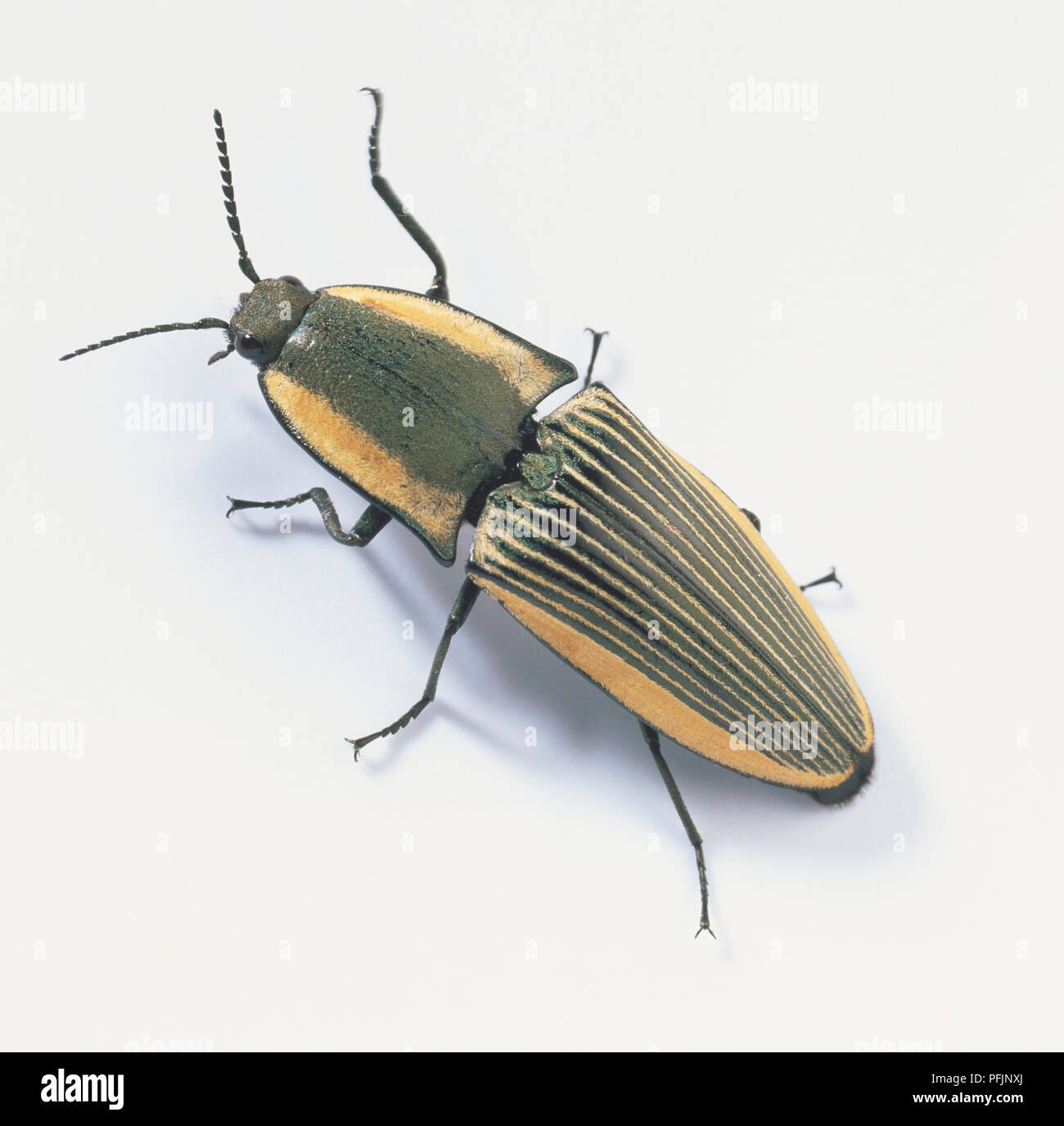 Click Beetle (Elateridae), close up, view from above Stock Photo