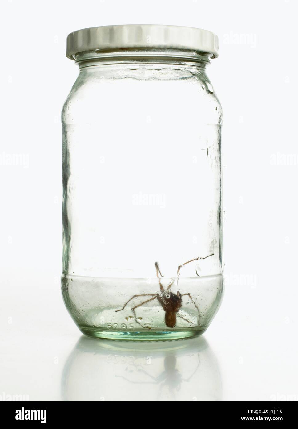 Spider in glass jar Stock Photo