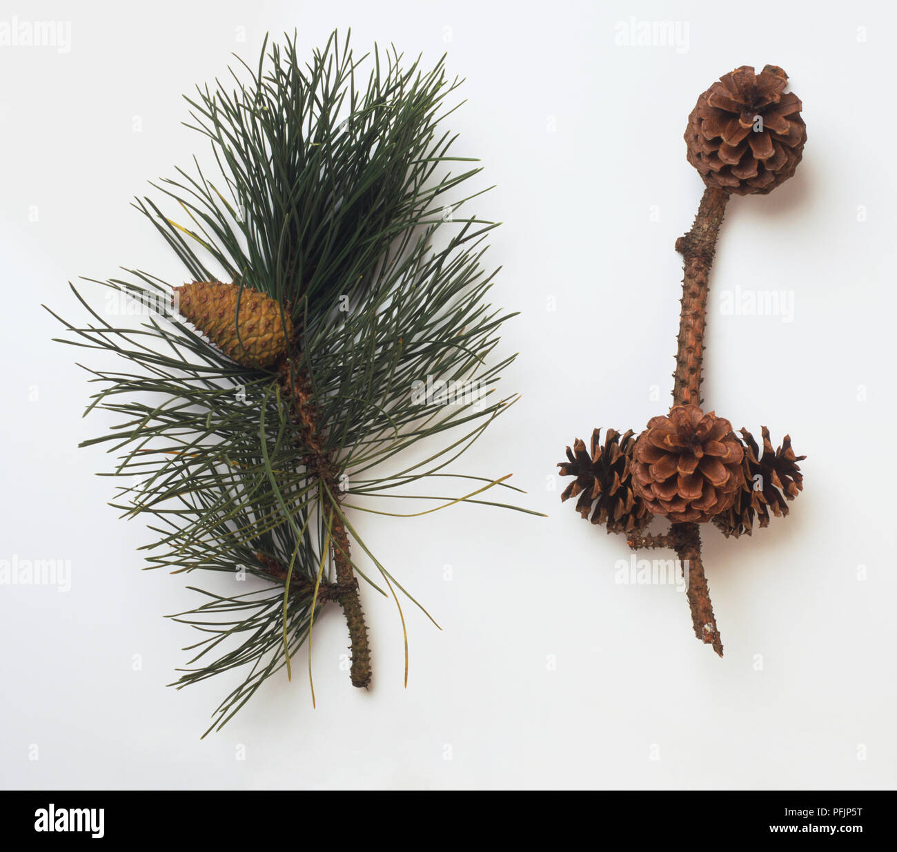 Pinus rigida, cones and leaves Stock Photo