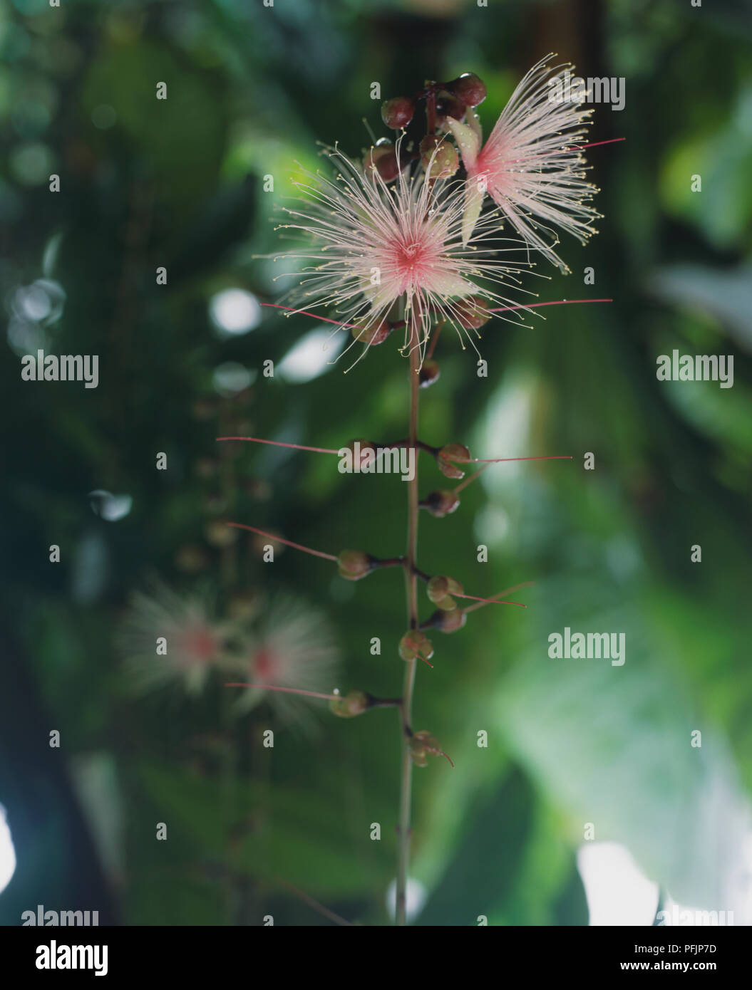 Pachira aquatica, Malabar Chestnut tree flowers, close up Stock Photo