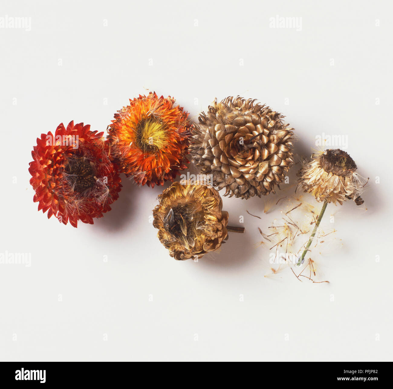 Examples of Helichrysum flower heads Stock Photo