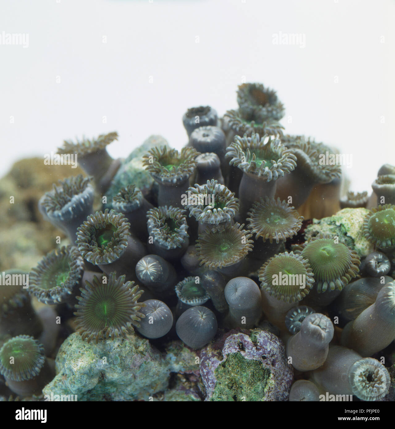 Purple and green Sea Anemones (Actinaria) on a reef, close up Stock Photo