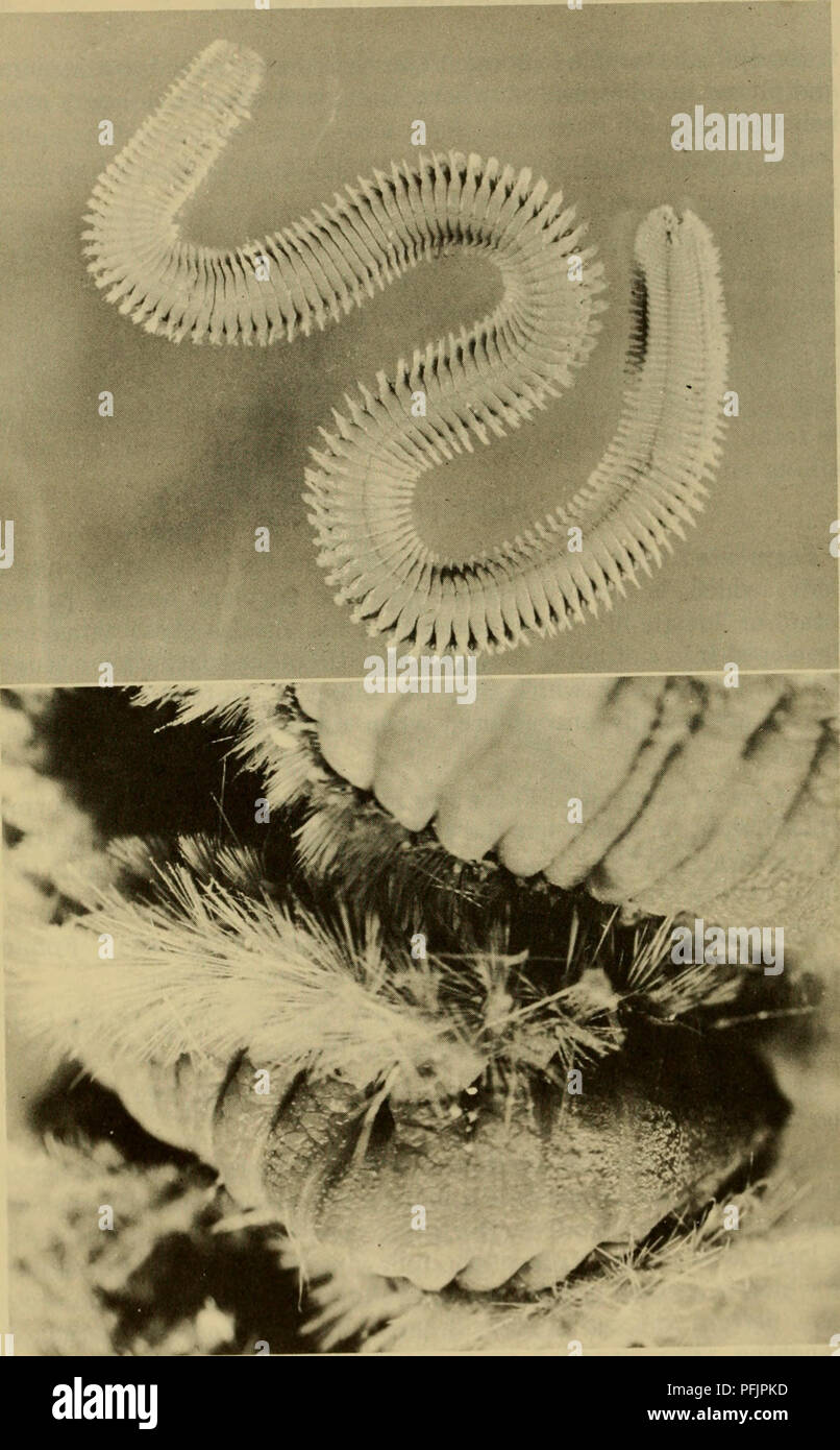 . Dangerous marine animals. Marine animals. Pig. 22. Top: Bristleworm, Eurythoe complavata (Pallas). B£.ttoni = En- larged view of E. complanata, showing bristles fully extended. (Kreuzinger) 48. Please note that these images are extracted from scanned page images that may have been digitally enhanced for readability - coloration and appearance of these illustrations may not perfectly resemble the original work.. Halstead, Bruce W. Cambridge, Md. , Cornell Maritime Press Stock Photo