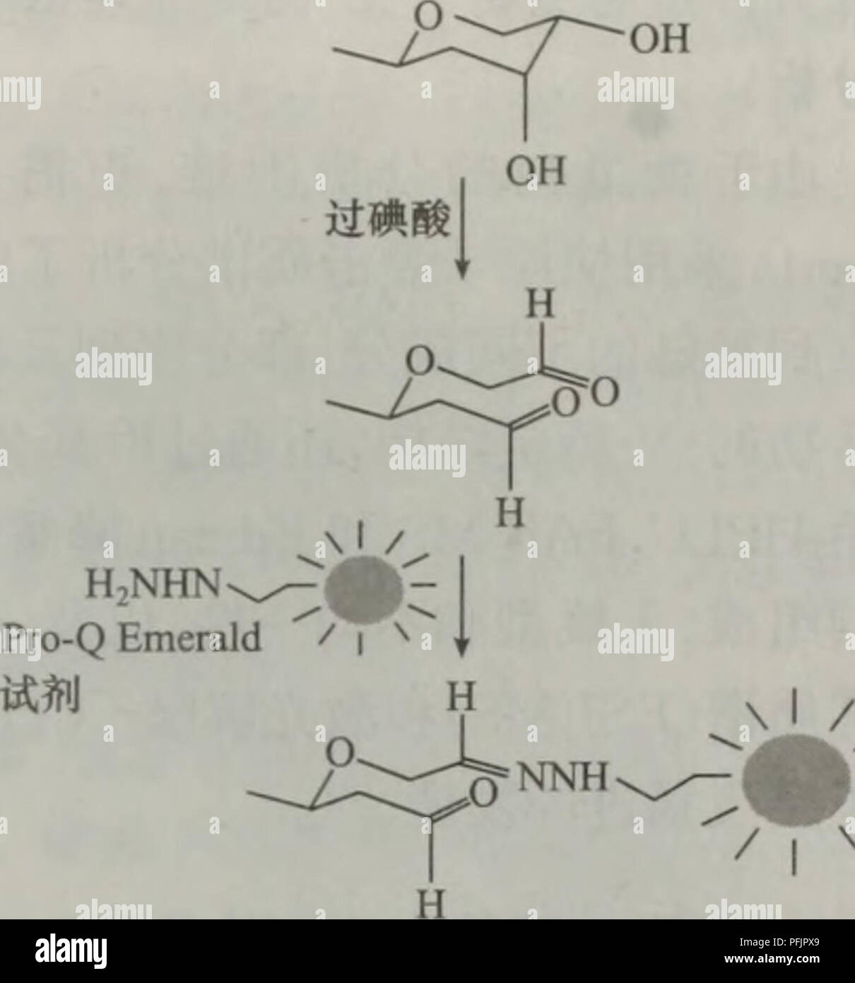 Dan Bai Zhi Hua Xue Yu Dan Bai Zhi Zu Xue Botany A A C P A S Ae Ae Cµaecº 50ai Ea A E A E ºae A C Ea Cc Ec Ae Aeµcµaeaº ºae Ae A 2a18nga Proq Emerald 300e ee Ce E A C Sypro Rubye Aei Sypro Rubye Ae Ec E Aee e C E I Proq Emerald 300e