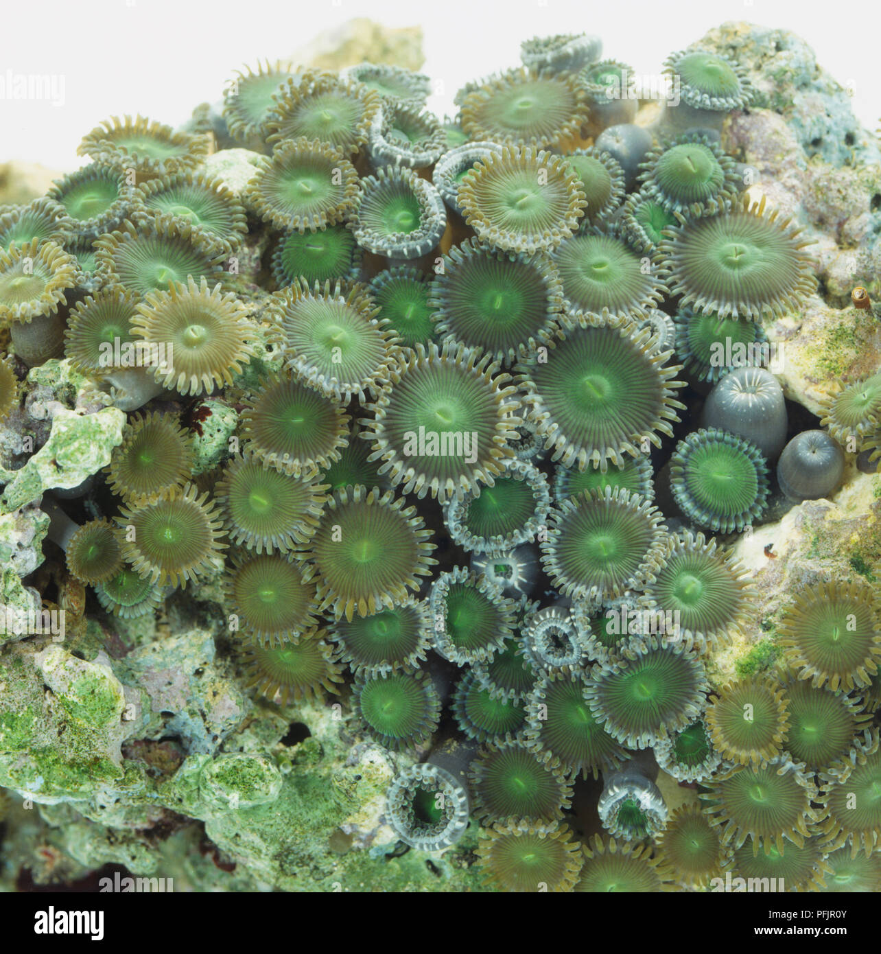 Green Sea Anemones (Actinaria), close up Stock Photo