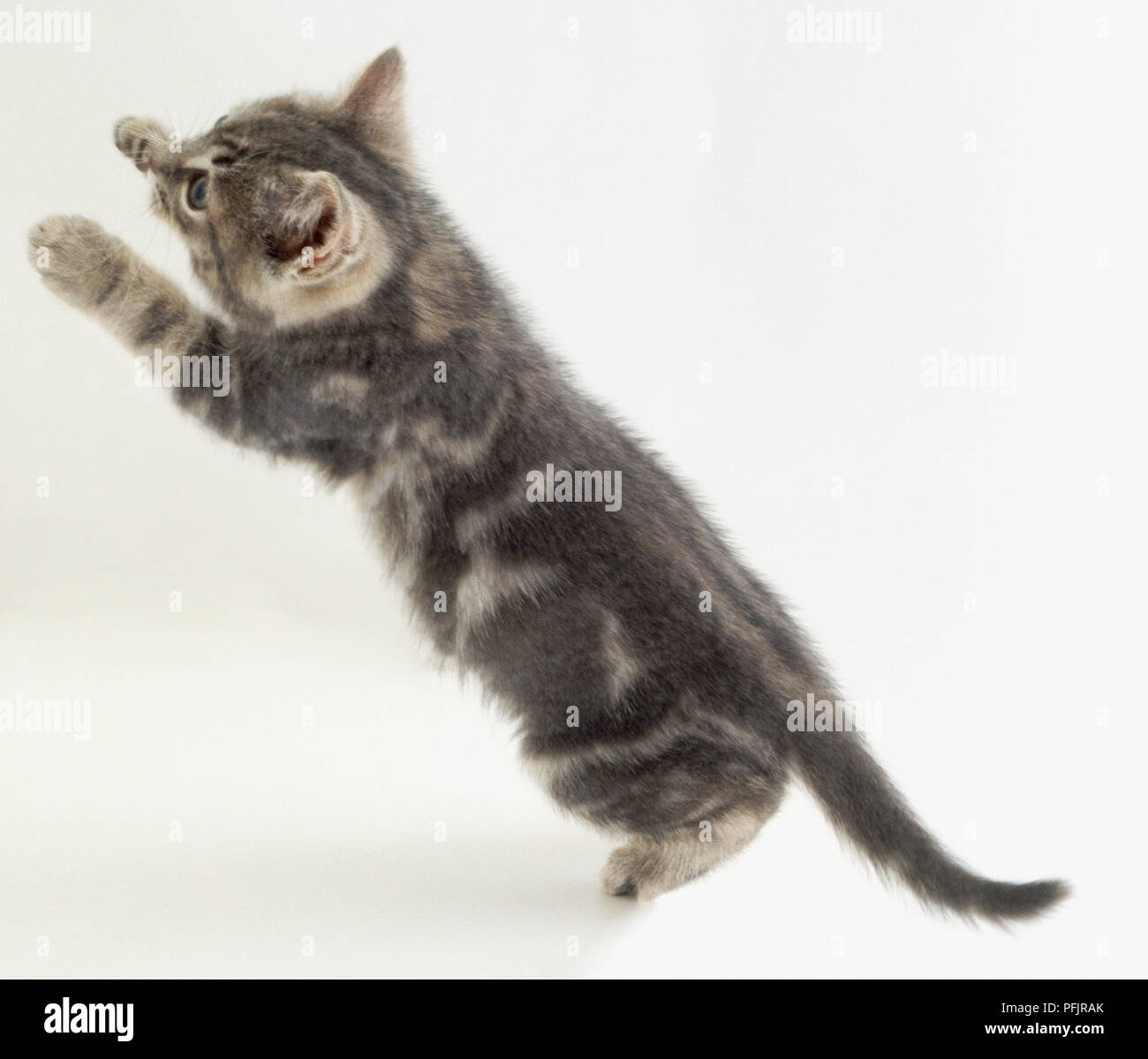 奔跑的猫,猫飞跃,奔跑的猫图片_大山谷图库