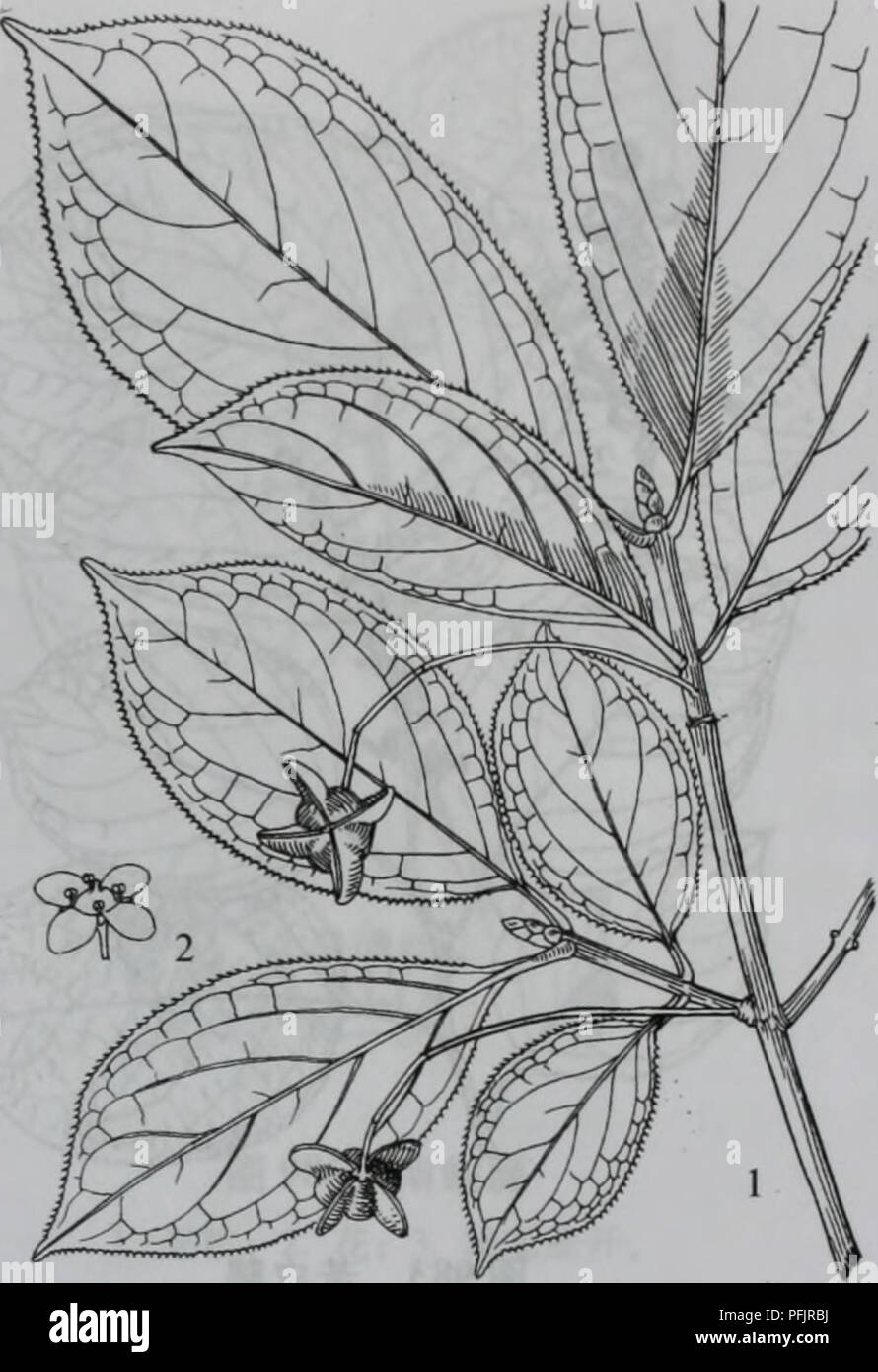 Celastrales This Chinese botanical work discusses the Celastraceae family, focusing ...