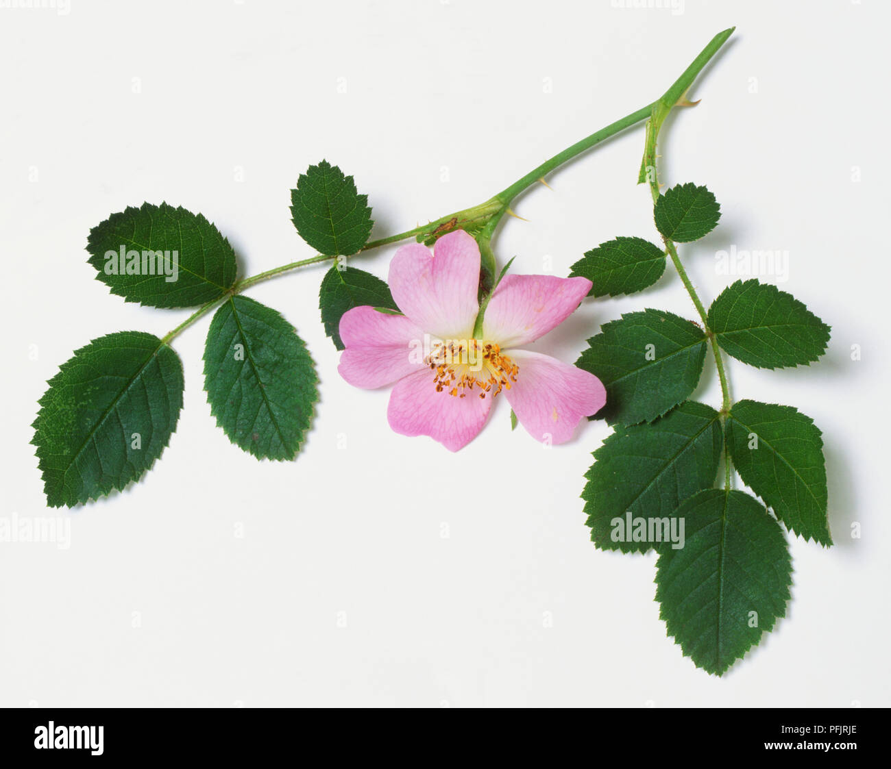Rosa Eglanteria, Sweet Briar, pink flower and leaves Stock Photo - Alamy