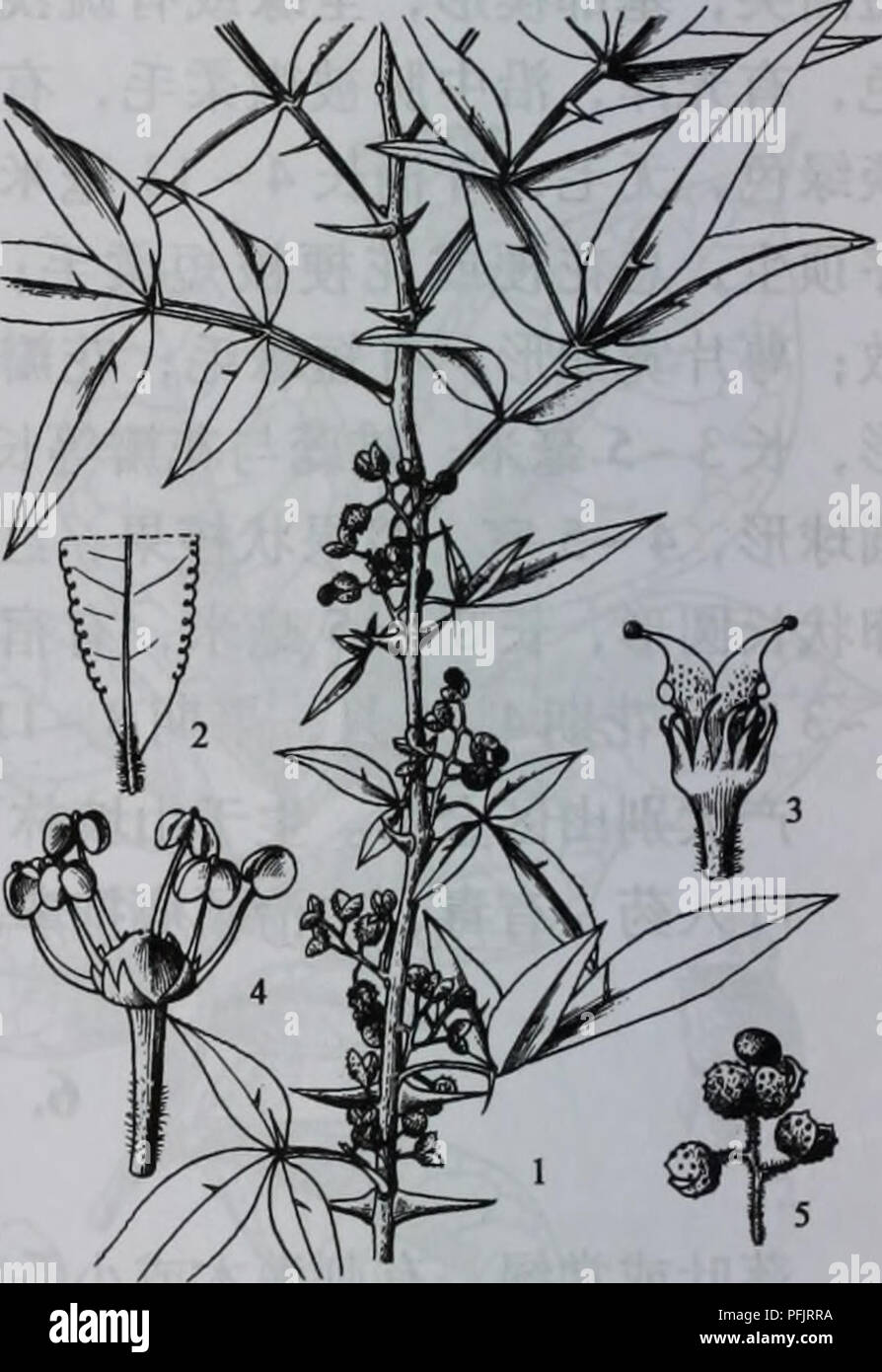 Da Bie Shan Zhi Wu Zhi Botany 646 A A A Ae C C A 4 C Aºa I Aºe C Aei A A Ae Caeae Ae C I A A E Aea Aºi Aec Aºe Aecªc Ae C Aeae Aec C Ae 2 M W Z Simulans 4 C Aºa I Aºe Aea Aei A A A A C Ae C A Aeae C I A A E Ae A Aºi Aec Aºe Ae A E C Ae 3 E Ae Z Bungeanum 1 E