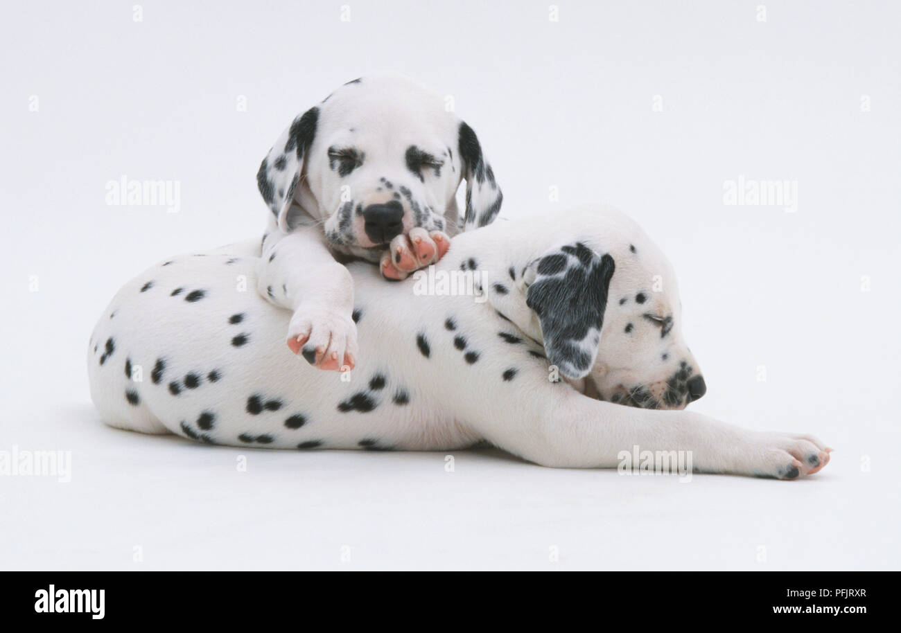 Dalmatian puppy (Canis familiaris) lying down with its eyes closed and paws outstretched, second puppy leaning over its back, facing forward Stock Photo