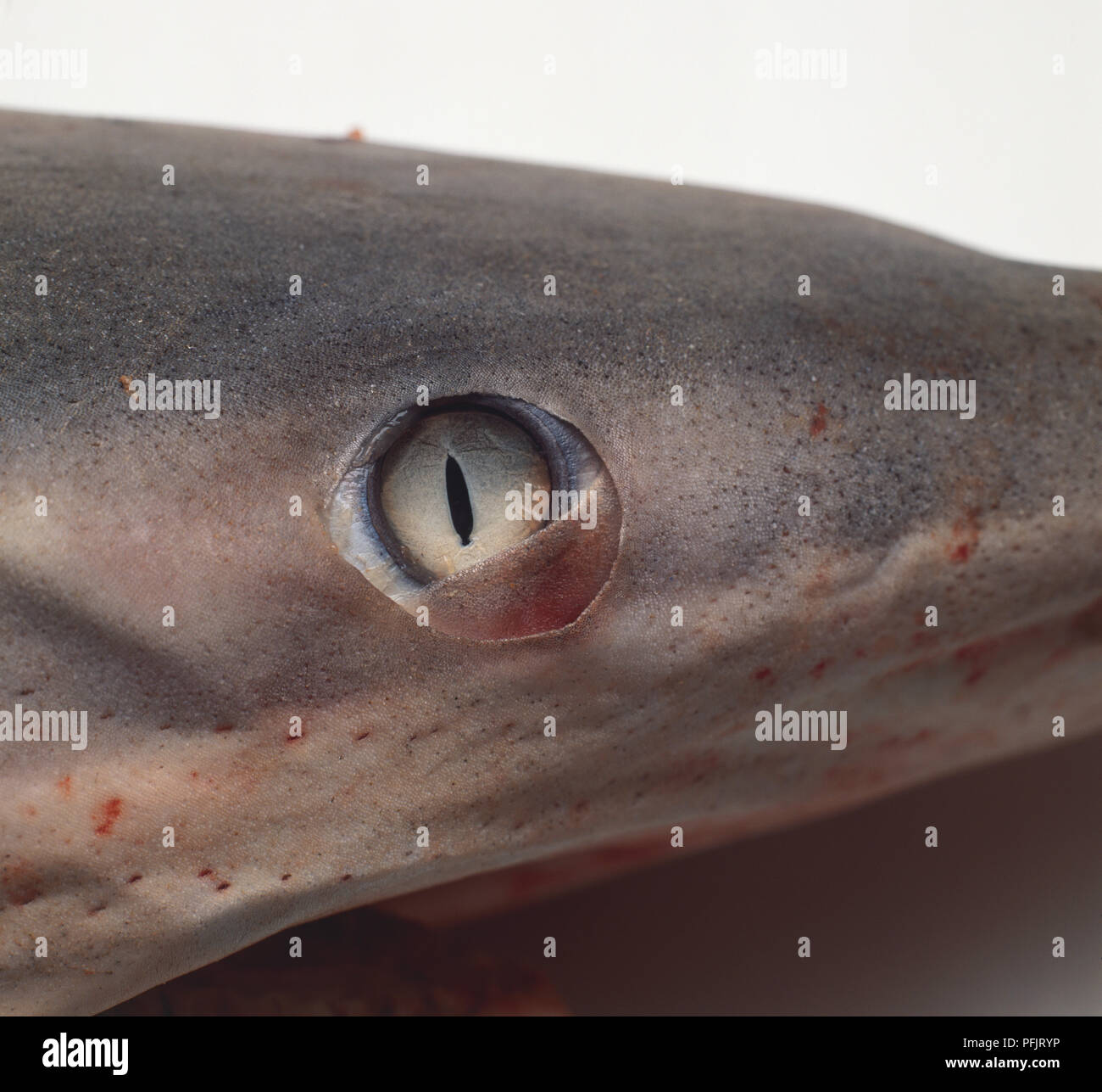 Shark's eye with a slit pupil, close up Stock Photo